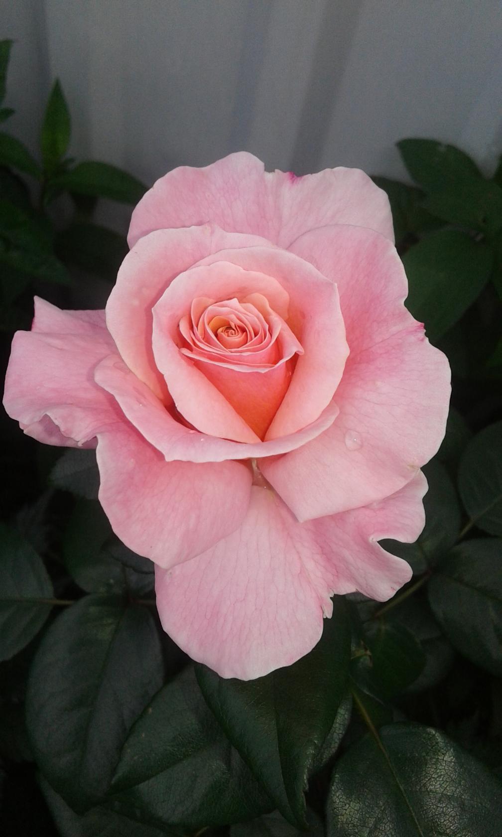 Плейфул рококо чайно-гибридная роза