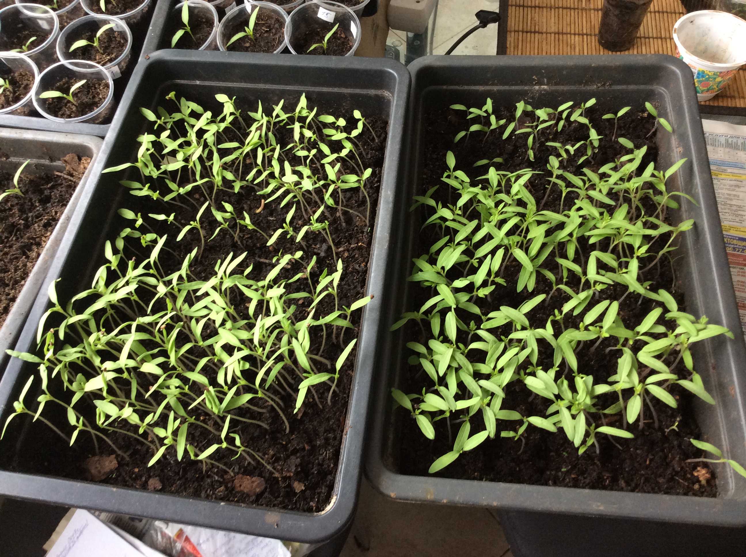 Рассада помидор,перцев,колеусов. Рассада фото перцы баклажаны фото. Рассада помидор и перцев. Рассада томатов, сорт дубок. Obi рассада томаты.