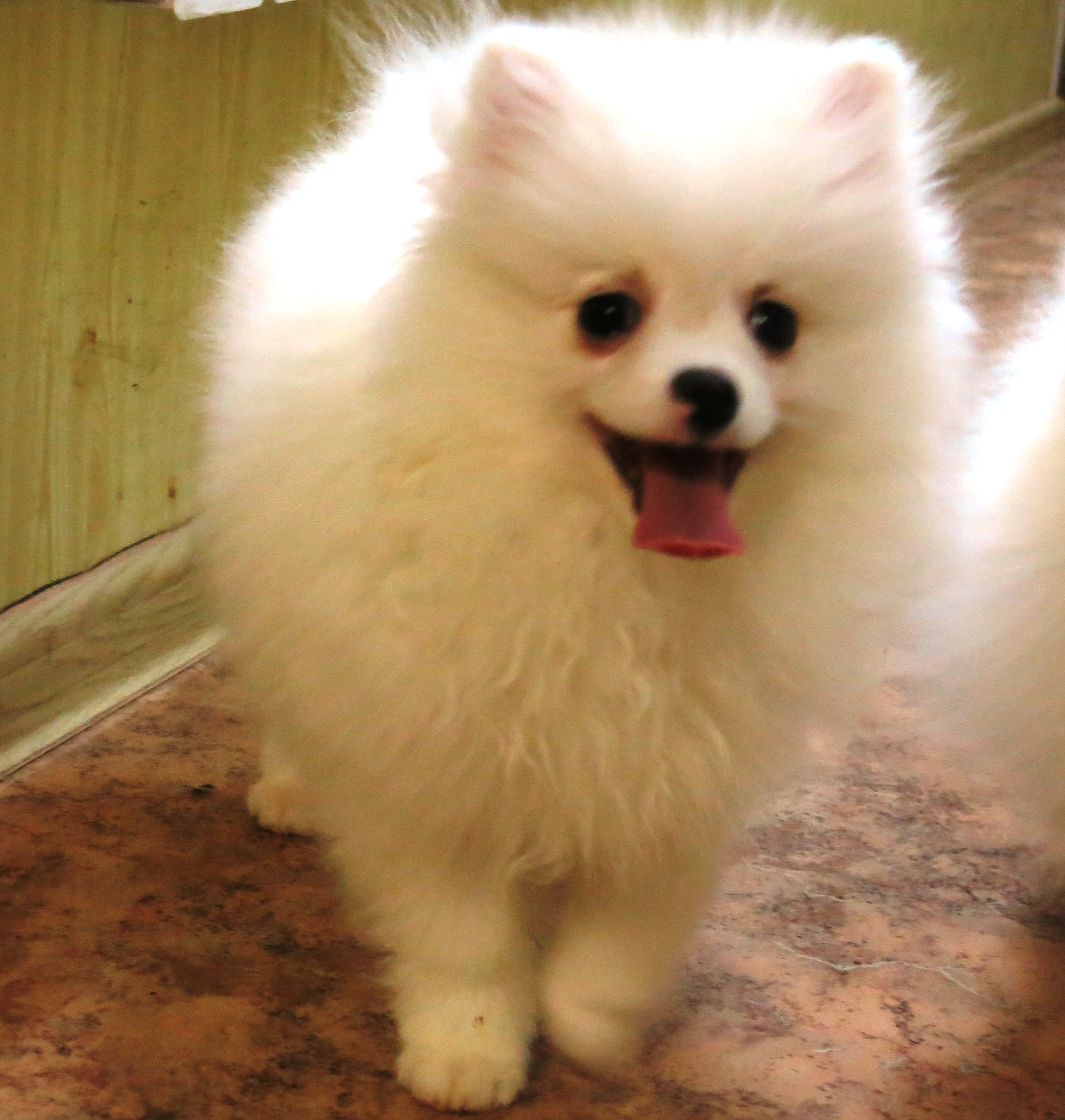 Домашний шпиц белый. Шпиц белый. Немецкий шпиц белый карликовый на руках. Белый шпиц фото взрослый. Шпиц белый в квартире реальное фото