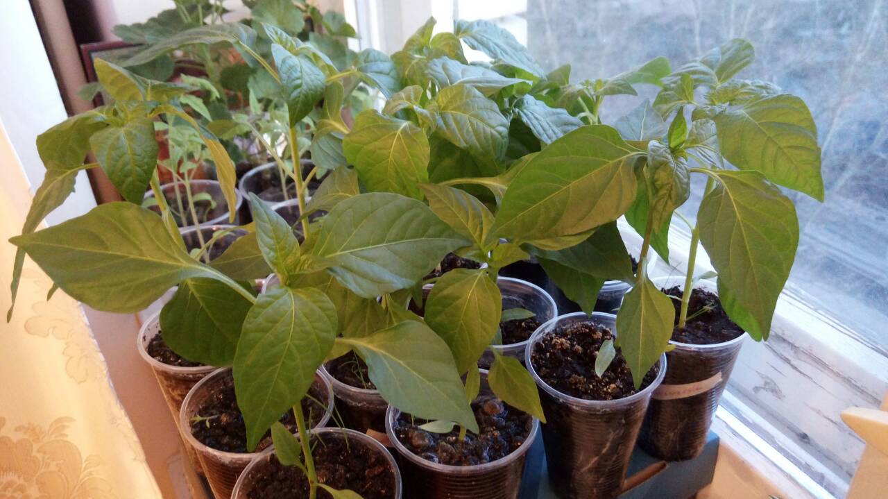 "стаканчики". перец горький фуджи. рассада перца в стаканах. перец стаканчик. рассада болгарского перца.