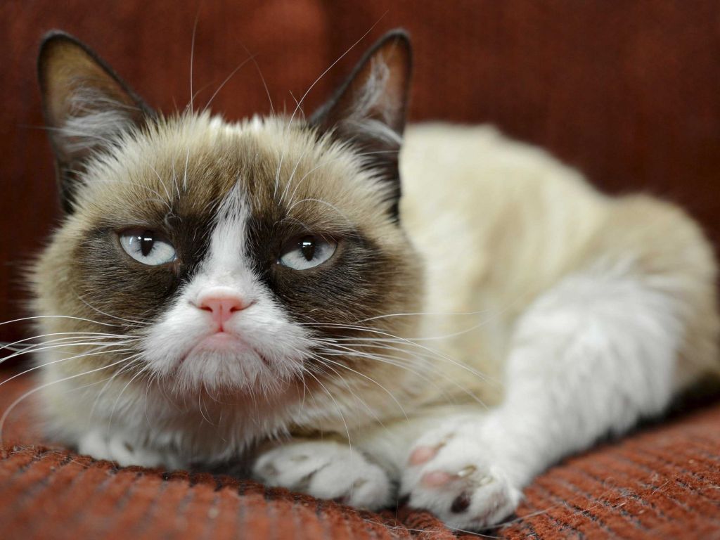 https://cstor.nn2.ru/forum/data/forum/images/2018-04/202775987-most_popular_cat19.jpg