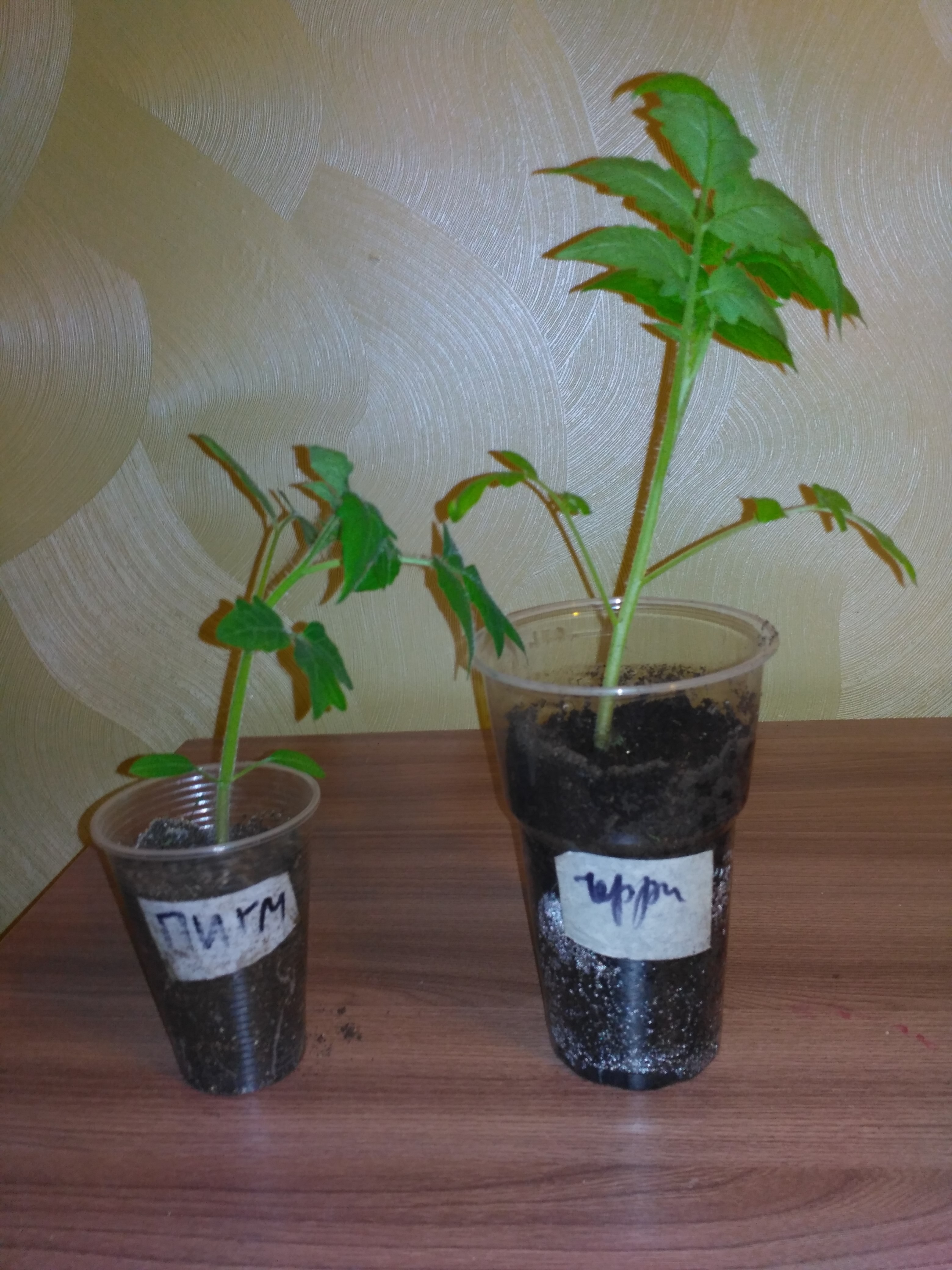 Где Купить Рассаду Помидоров Черри