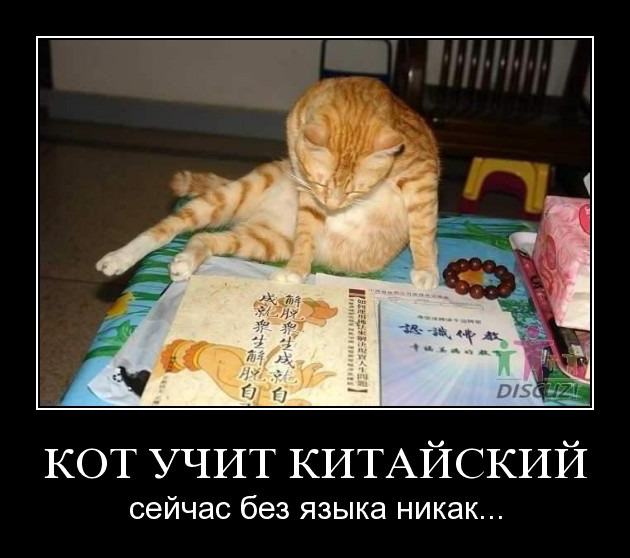 Мем с котом на китайском Услуга кот на час прославила японский отель - обсуждение (32800406) на форуме nn