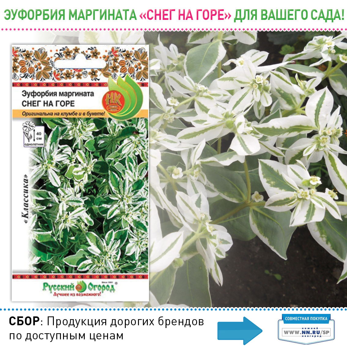 Эуфорбия маргината снег на горе