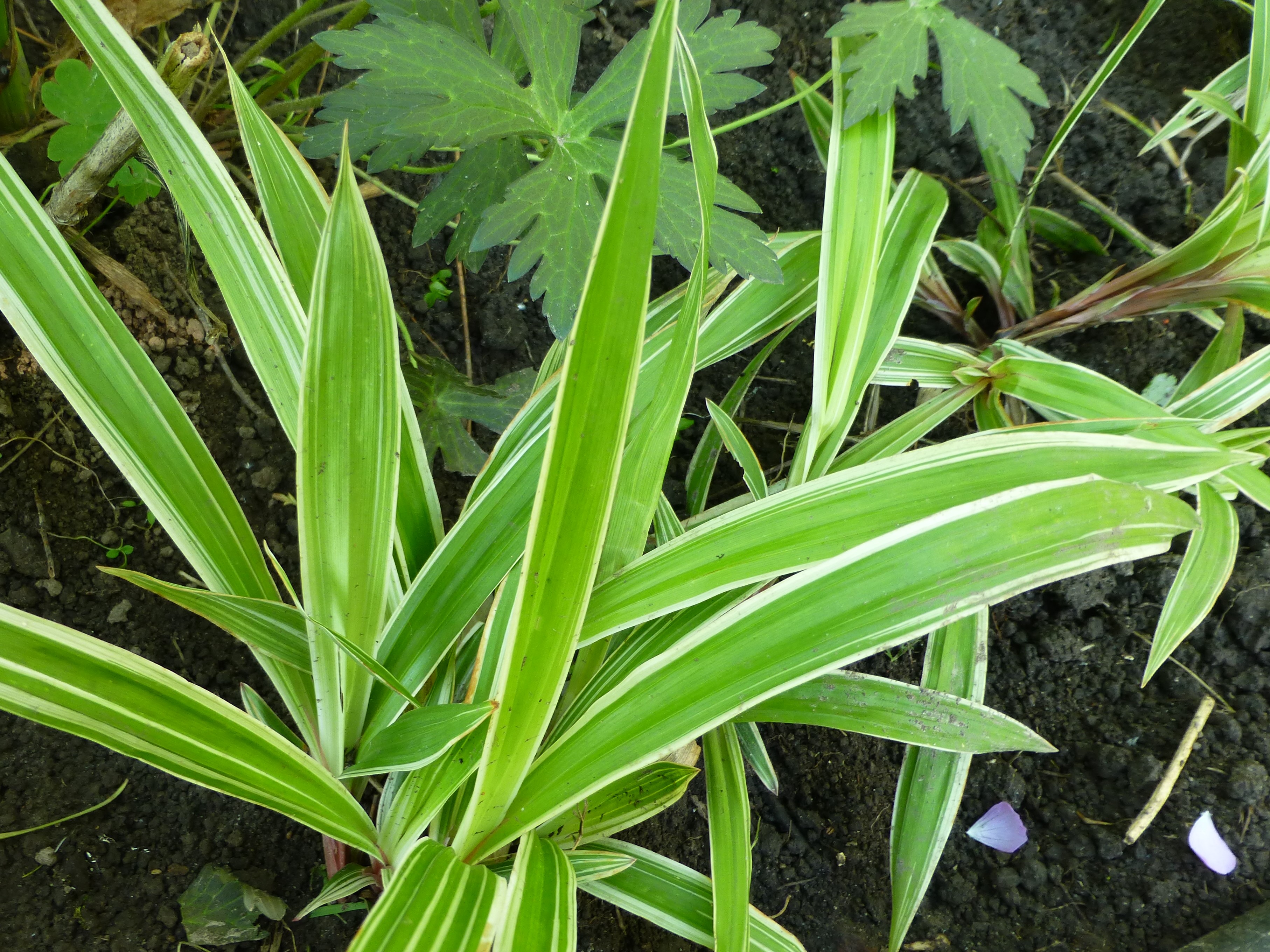 Лист осоки. Осока carex. Лист осоки. Осока волосистая (carex hirta). Осока ржавопятнистая вариегата.