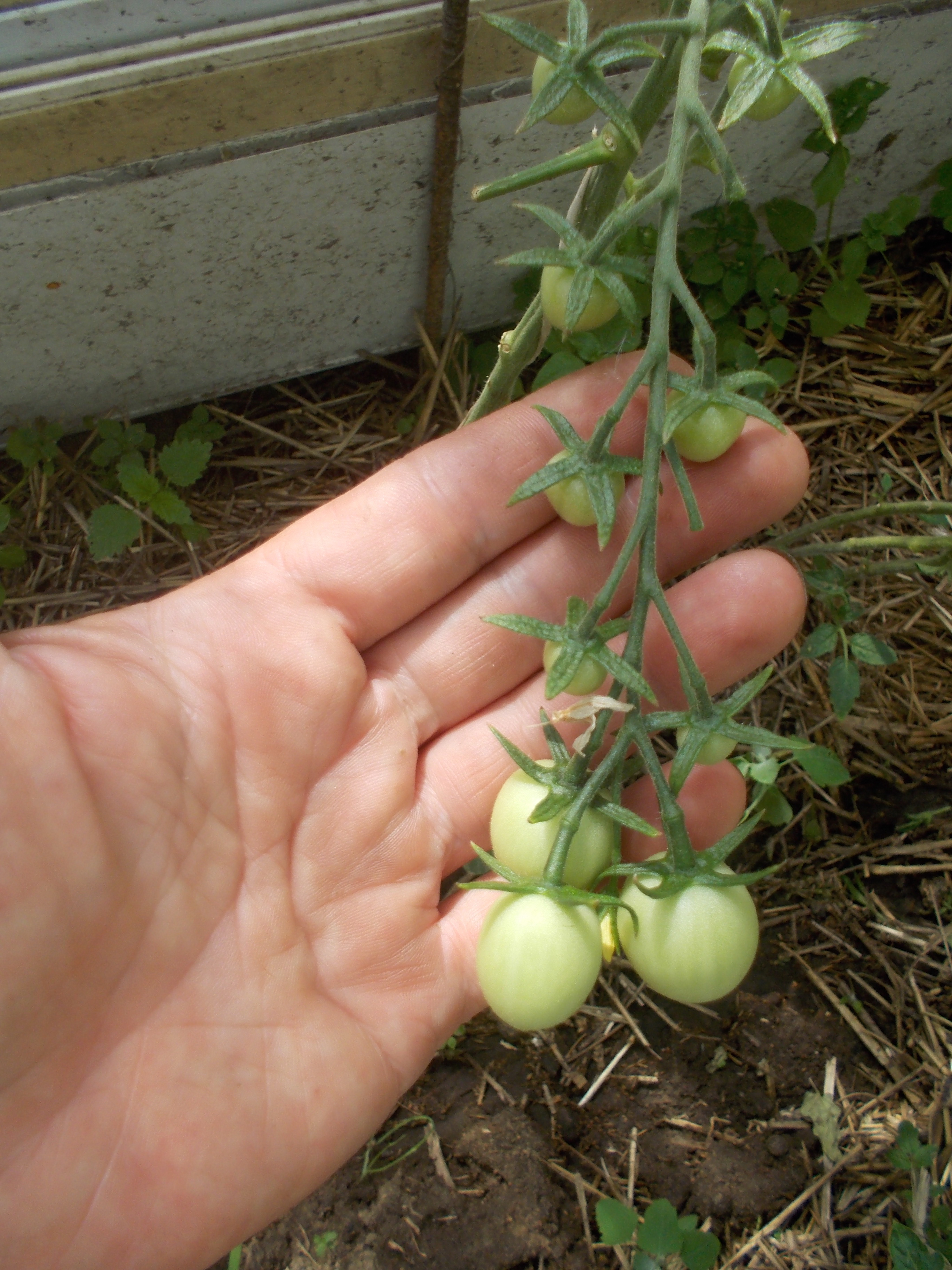 томат бурый медведь. томат фростед. семена томат звезда востока f1. томат бычий глаз характеристика. семена томатов бычий глаз.
