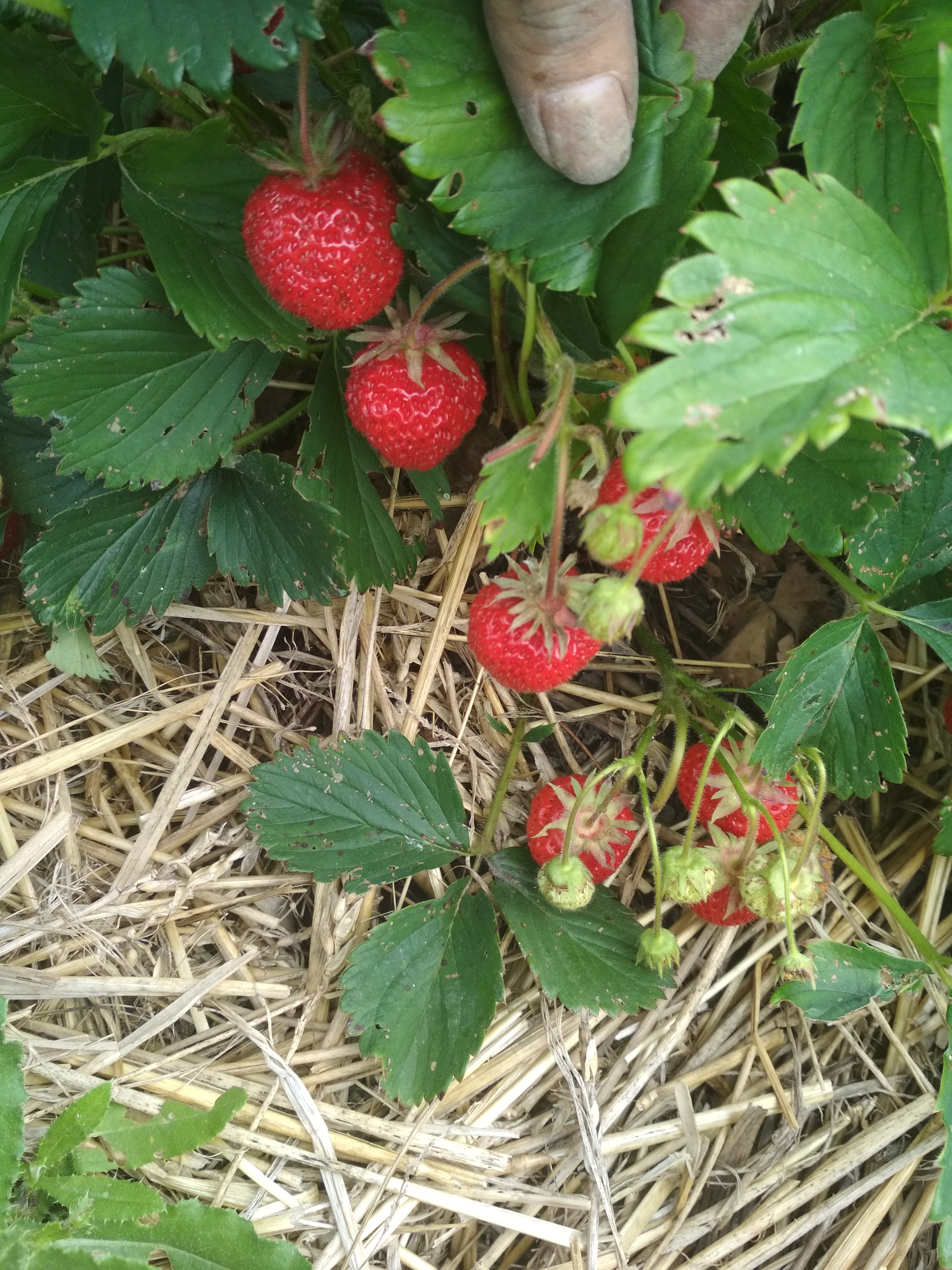 где найти землянику. земляника лесная лекарственное растение. где найти землянику. ремонтантная клубника флорида бьюти.