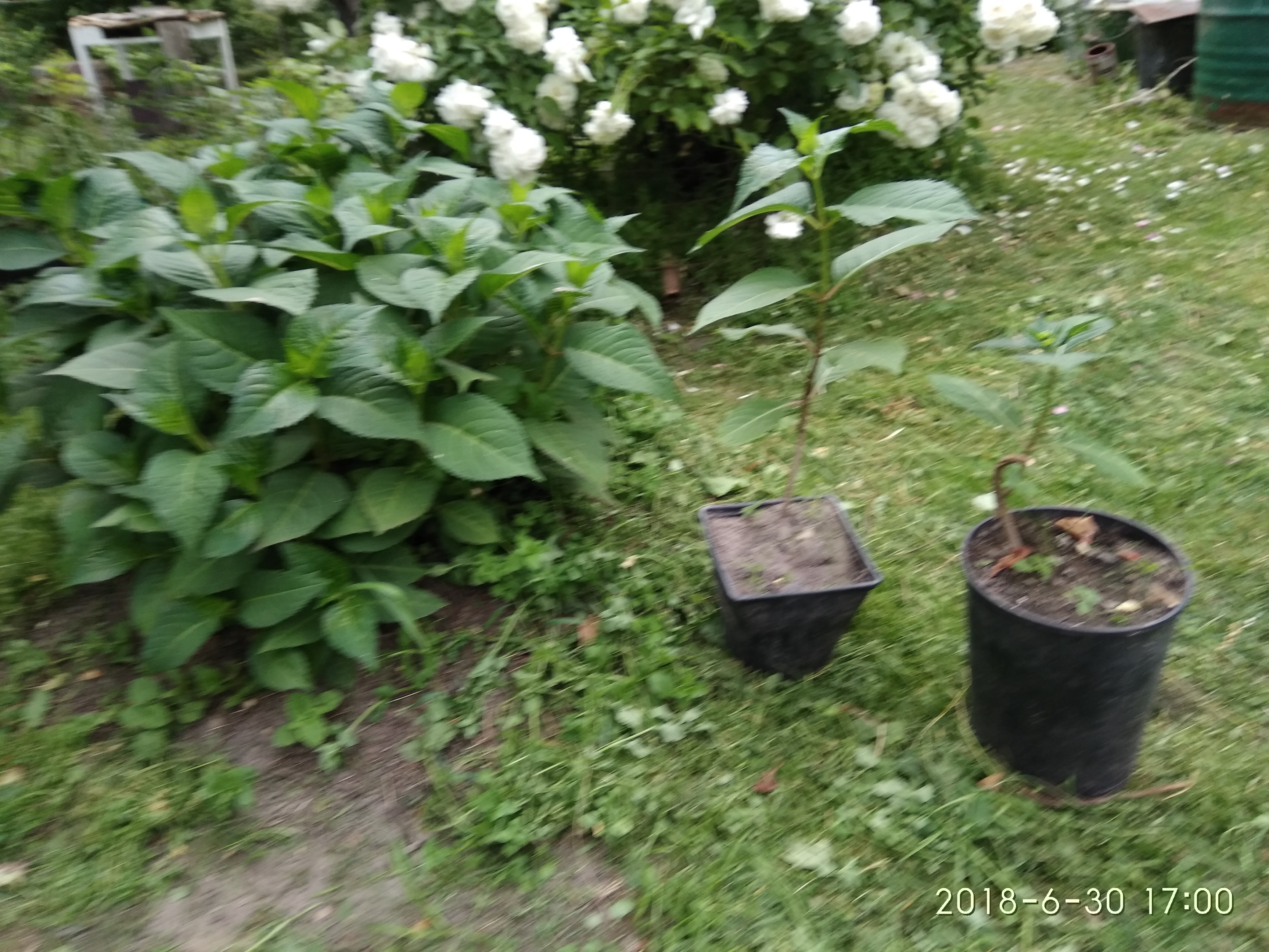 Гортензия Купить В Нижнем Новгороде Саженец