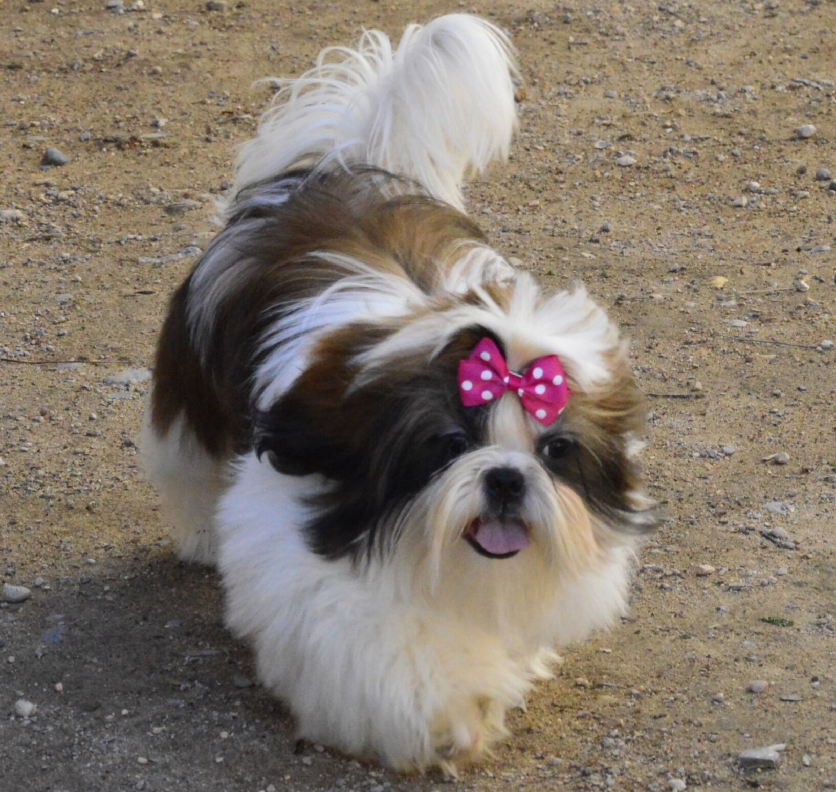 Ши-тцу собака глаза. Проптоз глазного яблока у собак. Ши тцу львиное сердце. Ши-тцу собака глаза. Ши-тцу собака глаза.