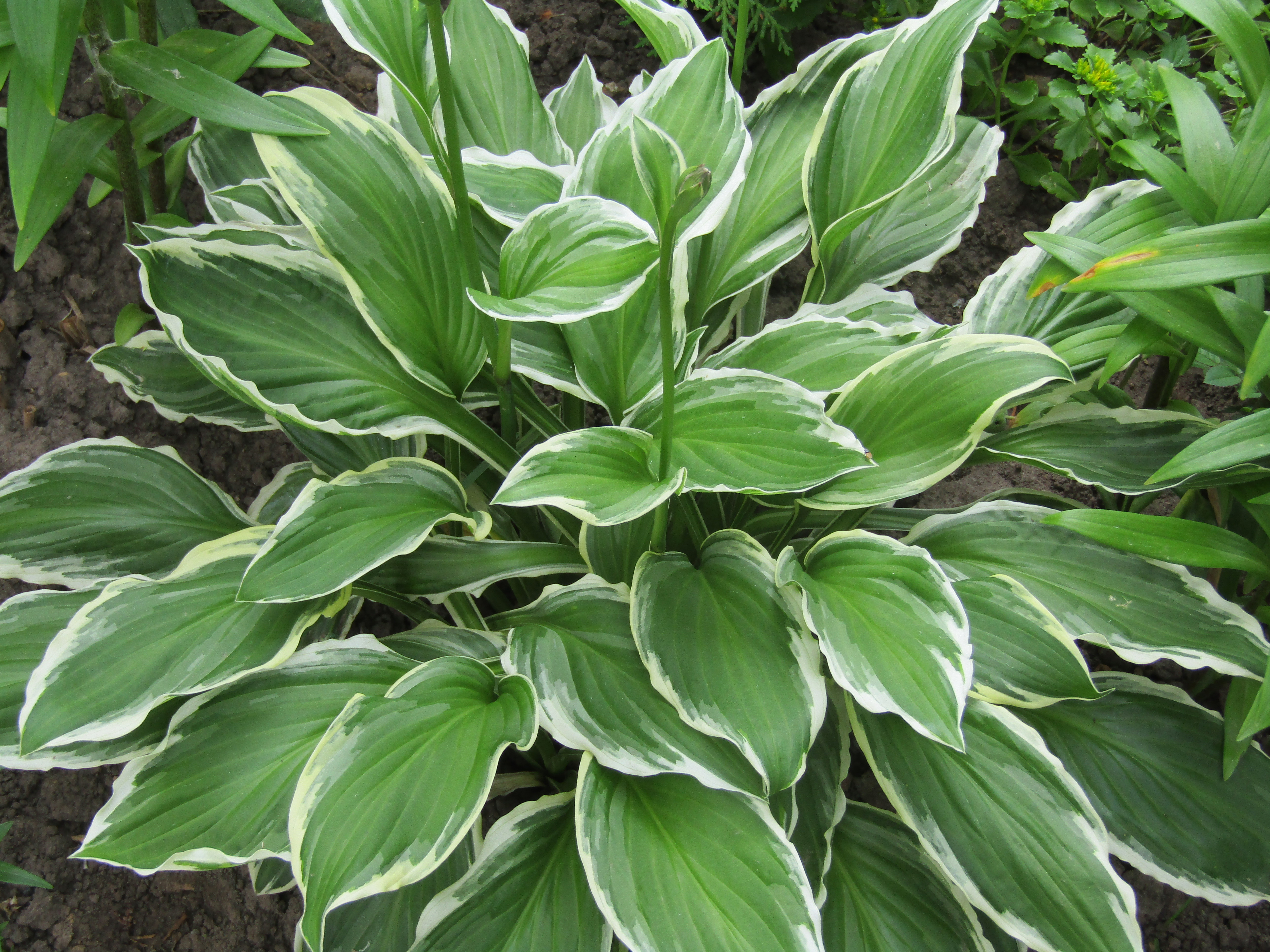 Хоста лазергейм. Хоста lancifolia. Хоста форчуна 'albopicta'. Хоста медиовариегата. Хоста американ айкон.