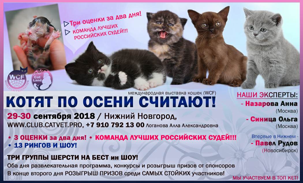 Выставка кошек тамбов