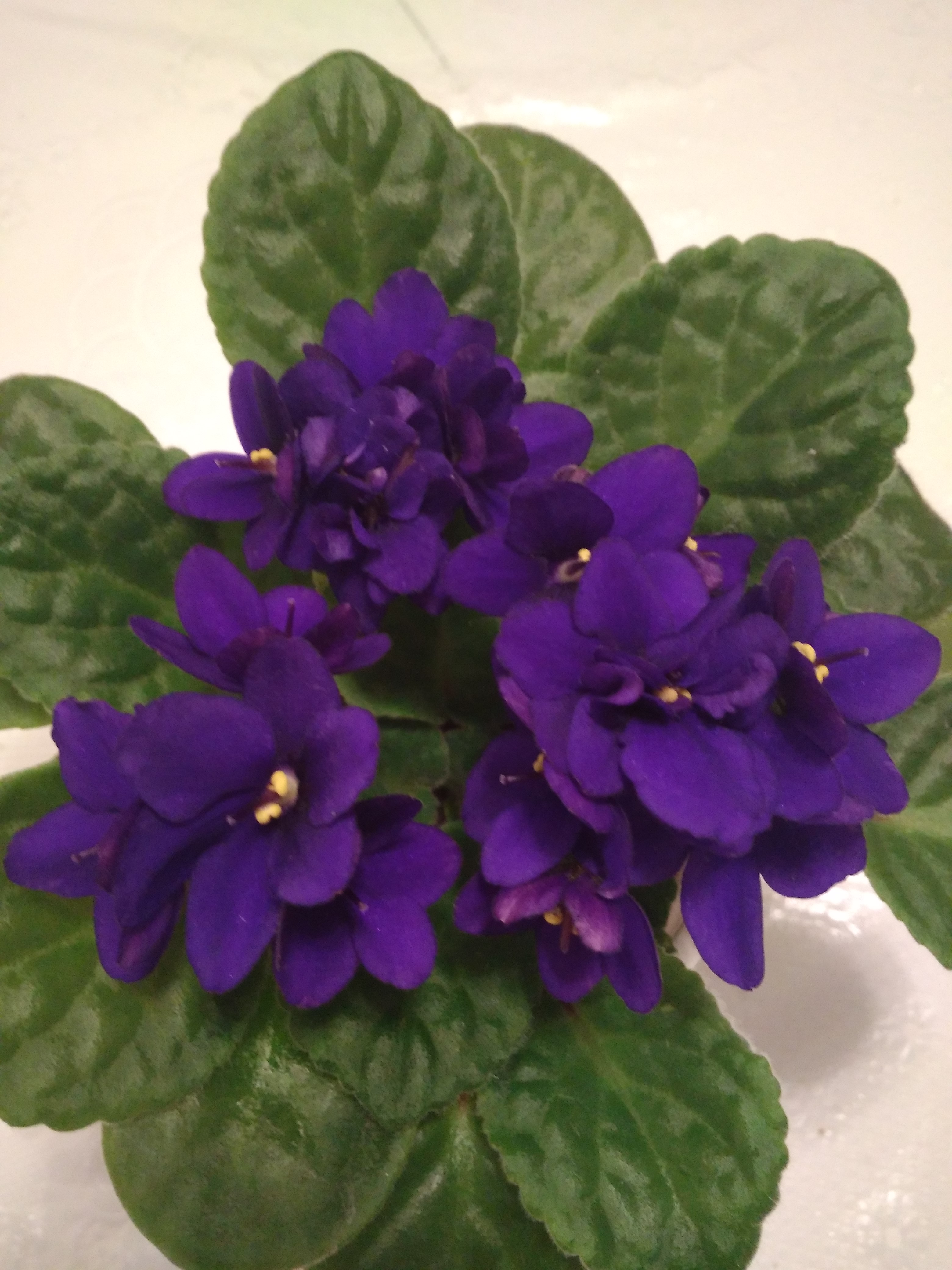 нужно фиалка. фиалка на длинной ножке. нужно фиалка. фиалка кристата. сенполия узамбарская фиалка.