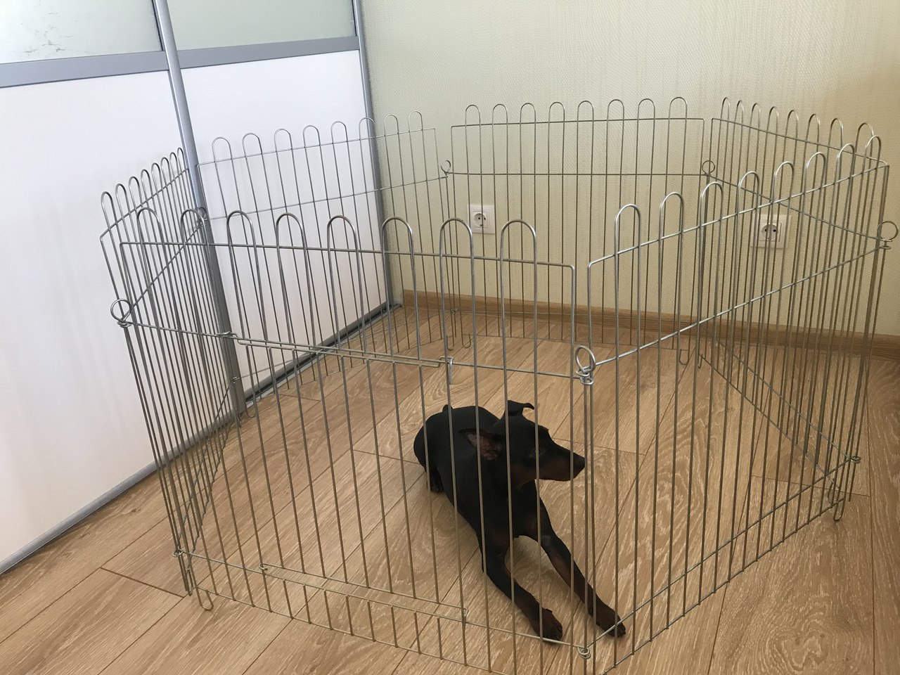 Поводок. Помада: Дом, милый дом!