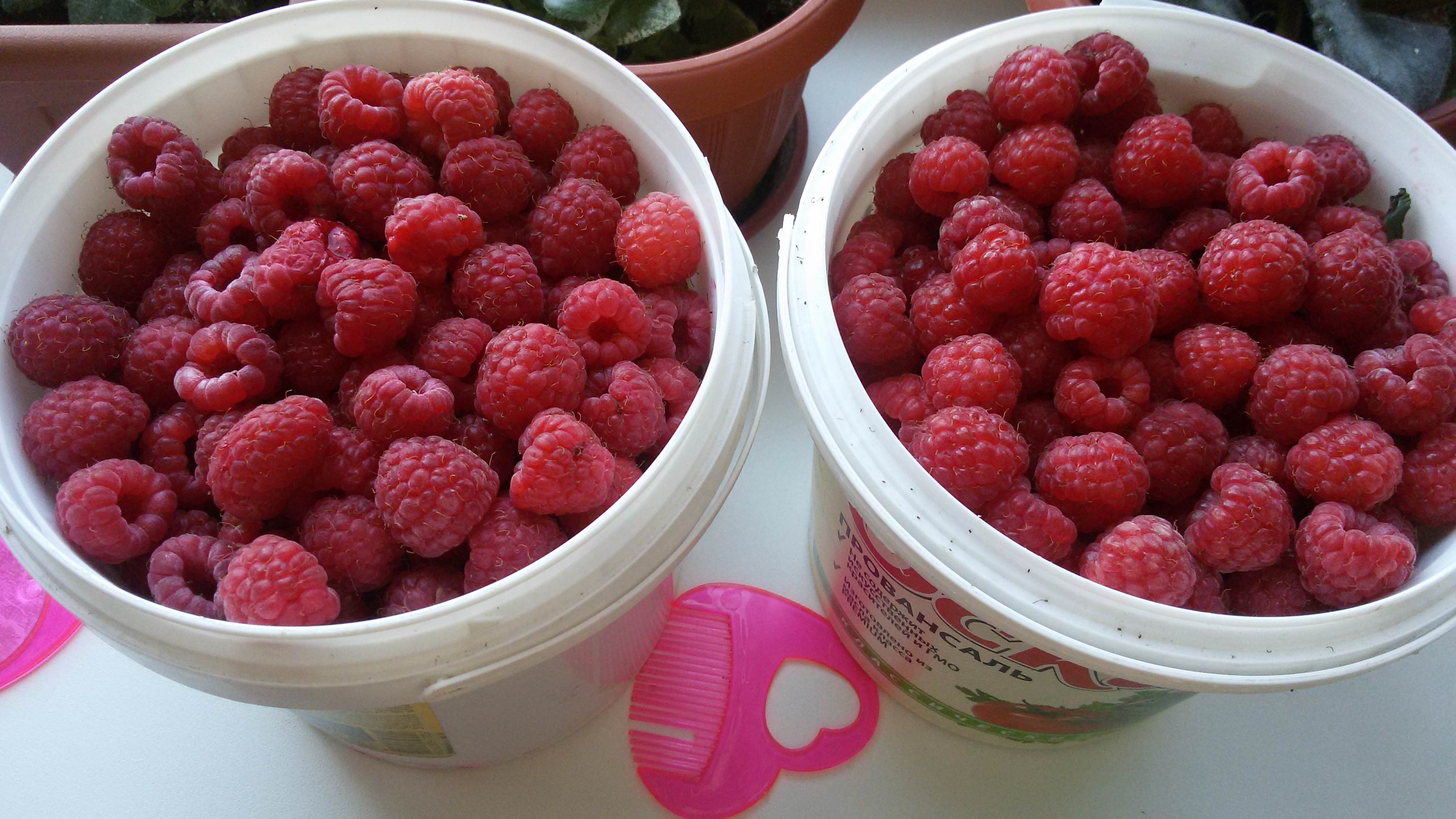 Авито малина. Авито малина. Авито малина. Малина на авито. 100 г малины.