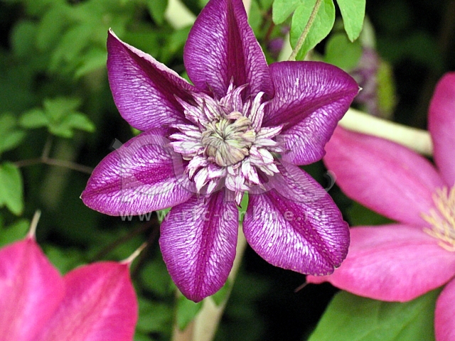 клаутбаст клематис. клематис сурена. клематис кассис. клематис oberek. клематис кассис.
