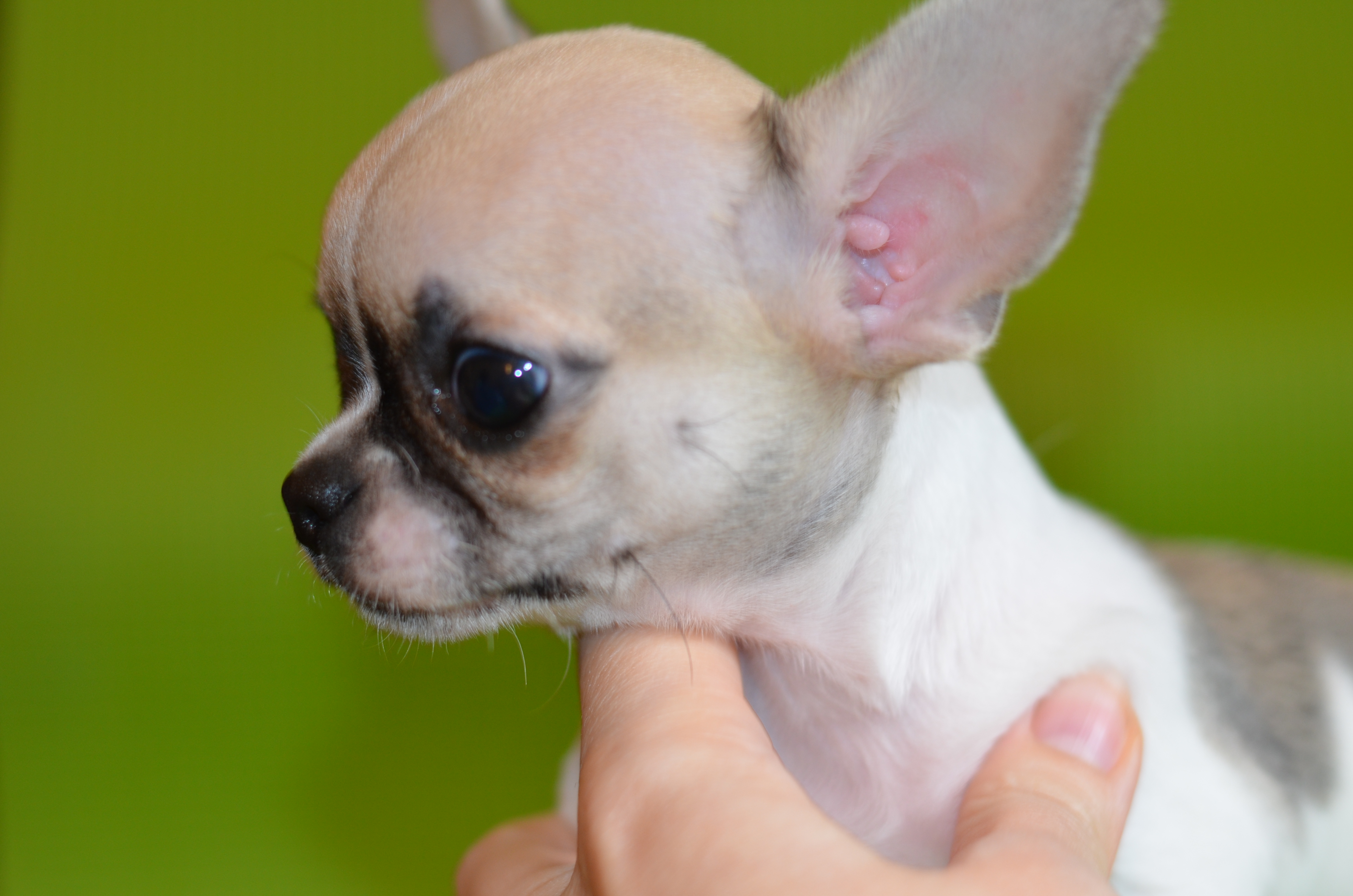 чихуахуа палевый окрас. чихуахуа 5 месяцев фото. найдена чихуахуа. чихуахуа 2. голубо палевый чихуахуа.