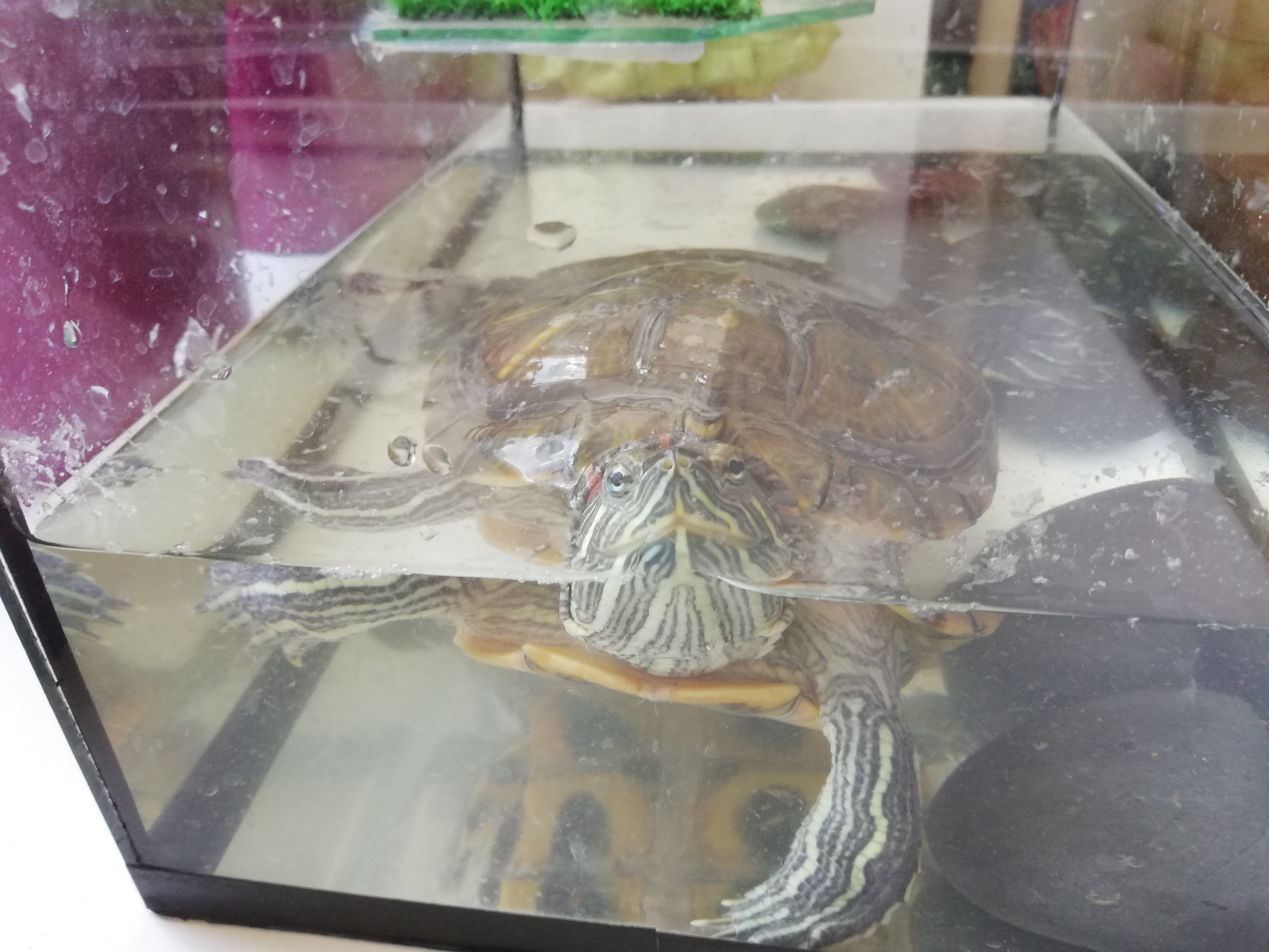 среднеазиатская сухопутная черепаха большая. красноухая пресноводная черепаха. игрушки для черепах красноухих. морская черепаха красноухая. перекорм черепах красноухих.