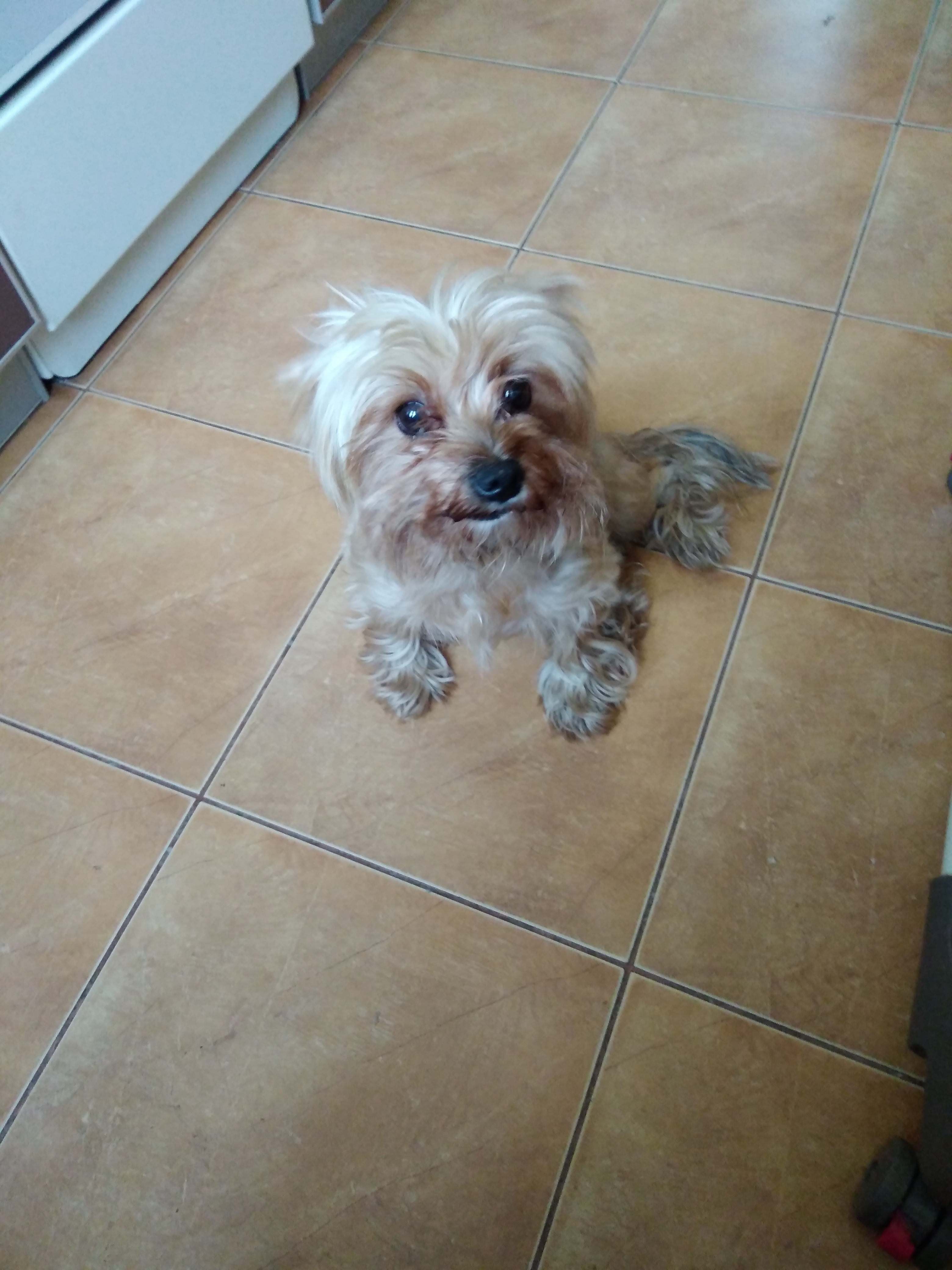 Найден йорк. Найден йорк. Найден йорк москва. Найден йоркширский терьер мальчик. Найден кобель йорк.