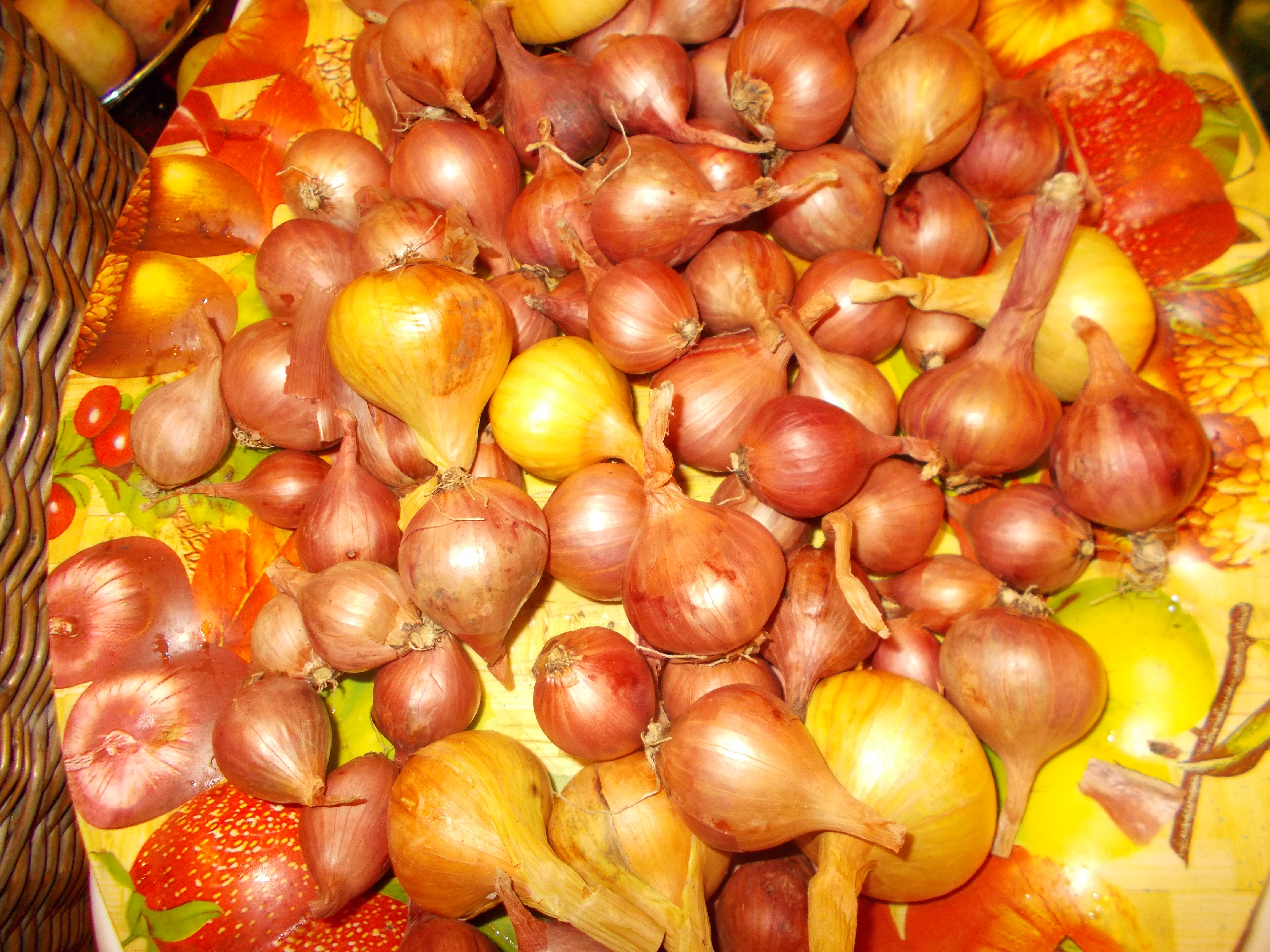 Семейный лук картинки