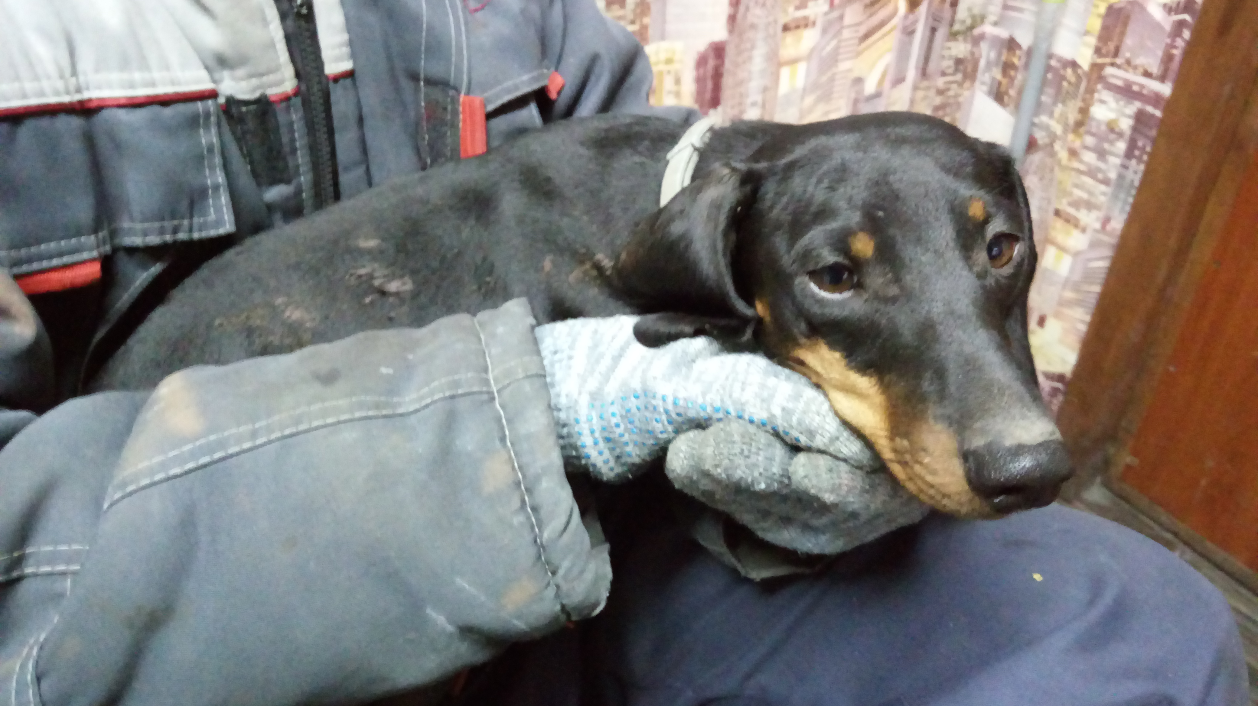 Ущерб таксы. Ущерб таксы. Ущерб таксы. Такса злится. Накаченная такса.