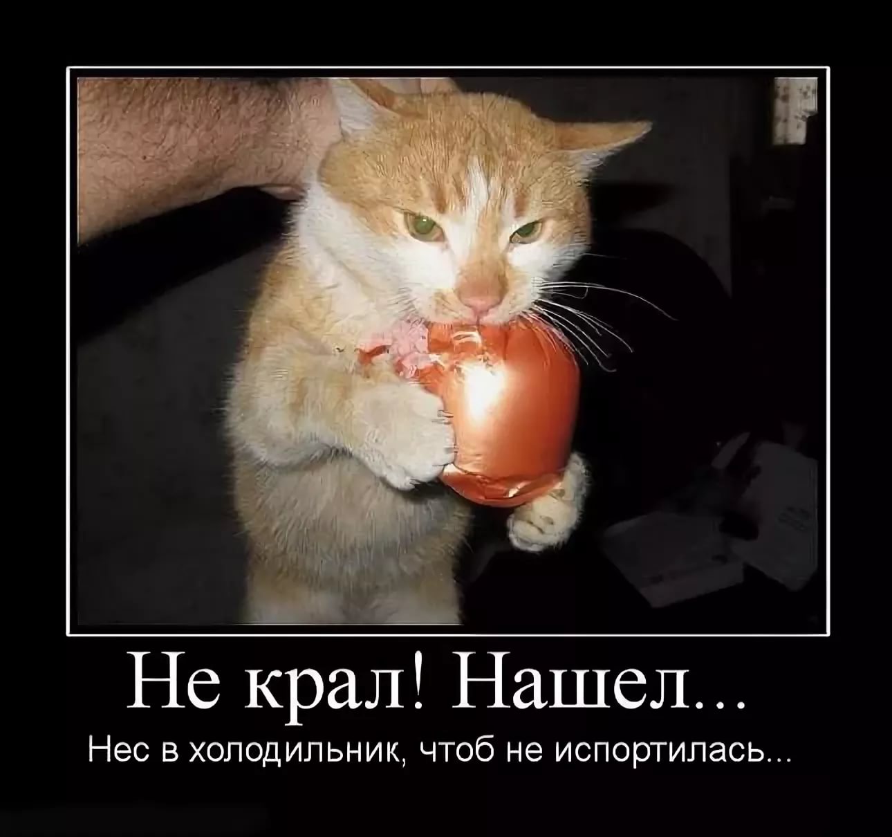 Демотиваторы про котят