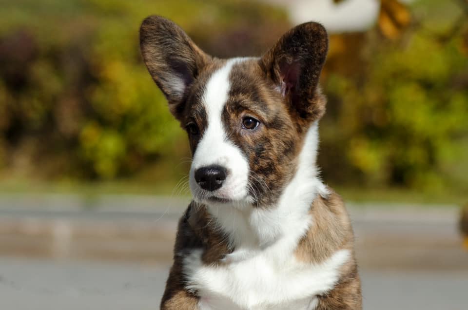 Вельш корги кардиган. Корги вельш корги кардиган. Вельш корги кардиган Блю Мерль. Корги кардиган мраморный