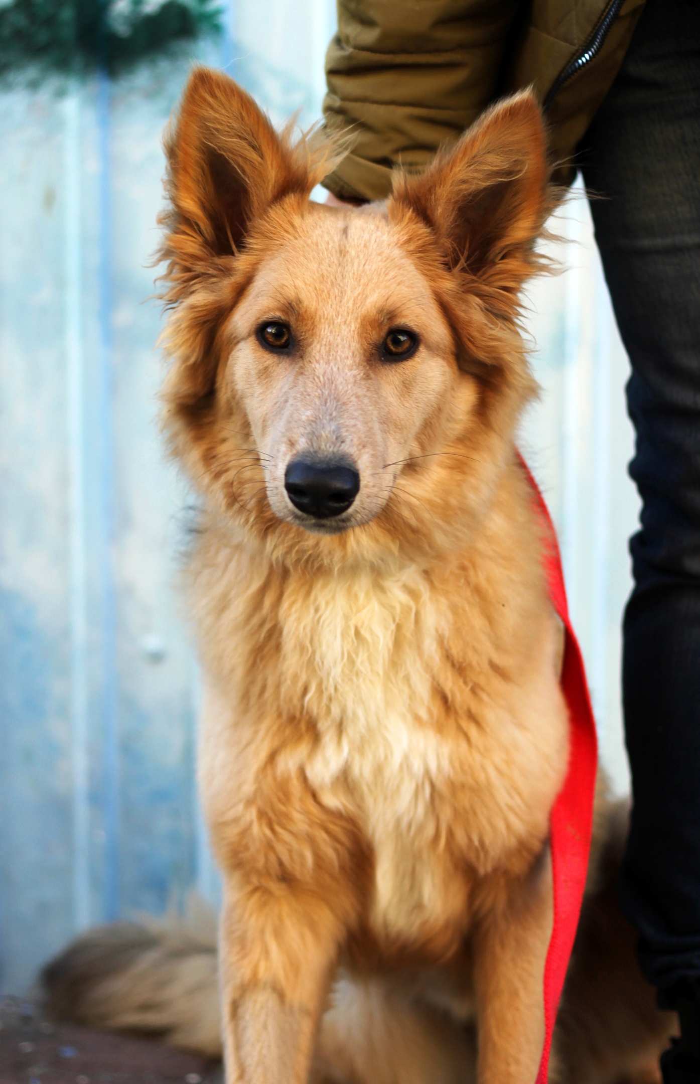 Собак алиса покажи собак. Порода собаки алисы тулыниной. Собака алиса. Алис собаки. Собака алиса.