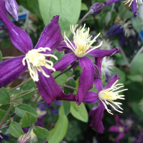 клематис ароматика