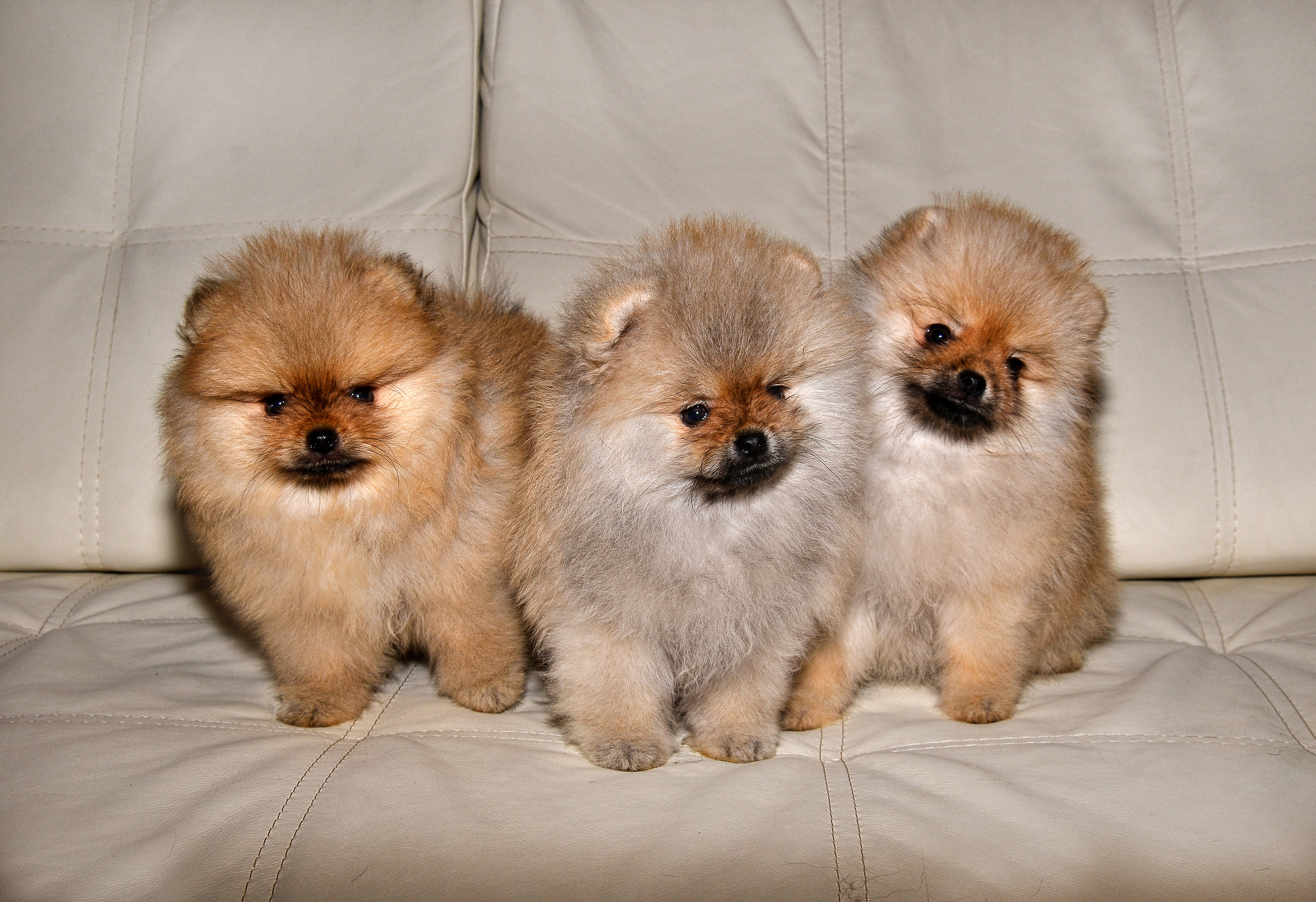 Как выбрать щенка шпица. Очень много шпицев. Шпиц померанский серебристый. Померанский шпиц щеночек. Порода шпиц померанец.