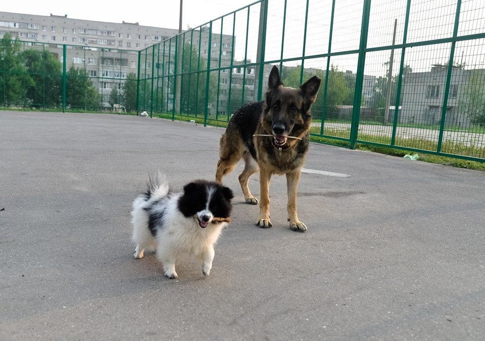 Хороший хороший выбор собак для участка в Ташкенте. Можно ли с собакой на избирательный участок