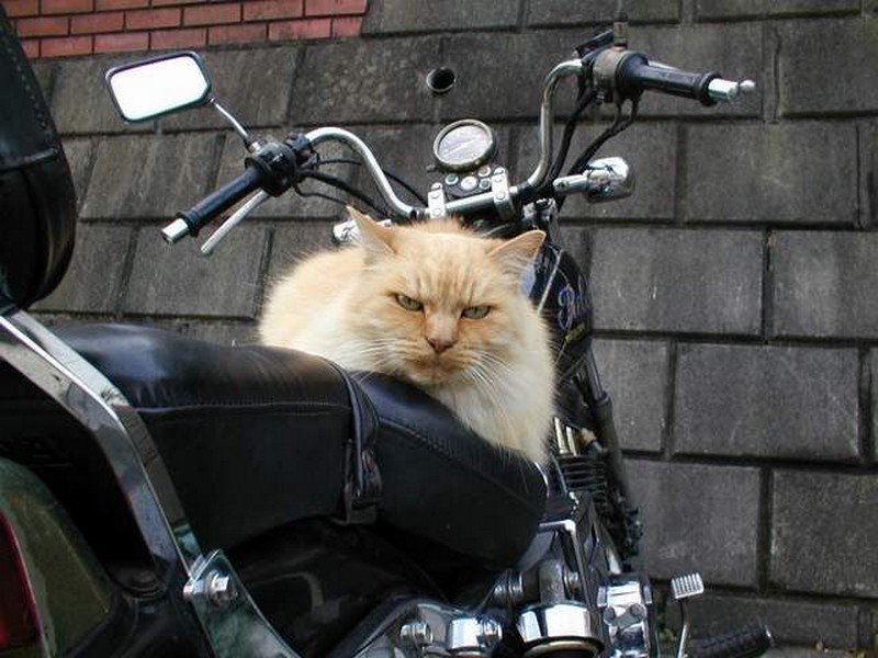Котик на мотоцикле