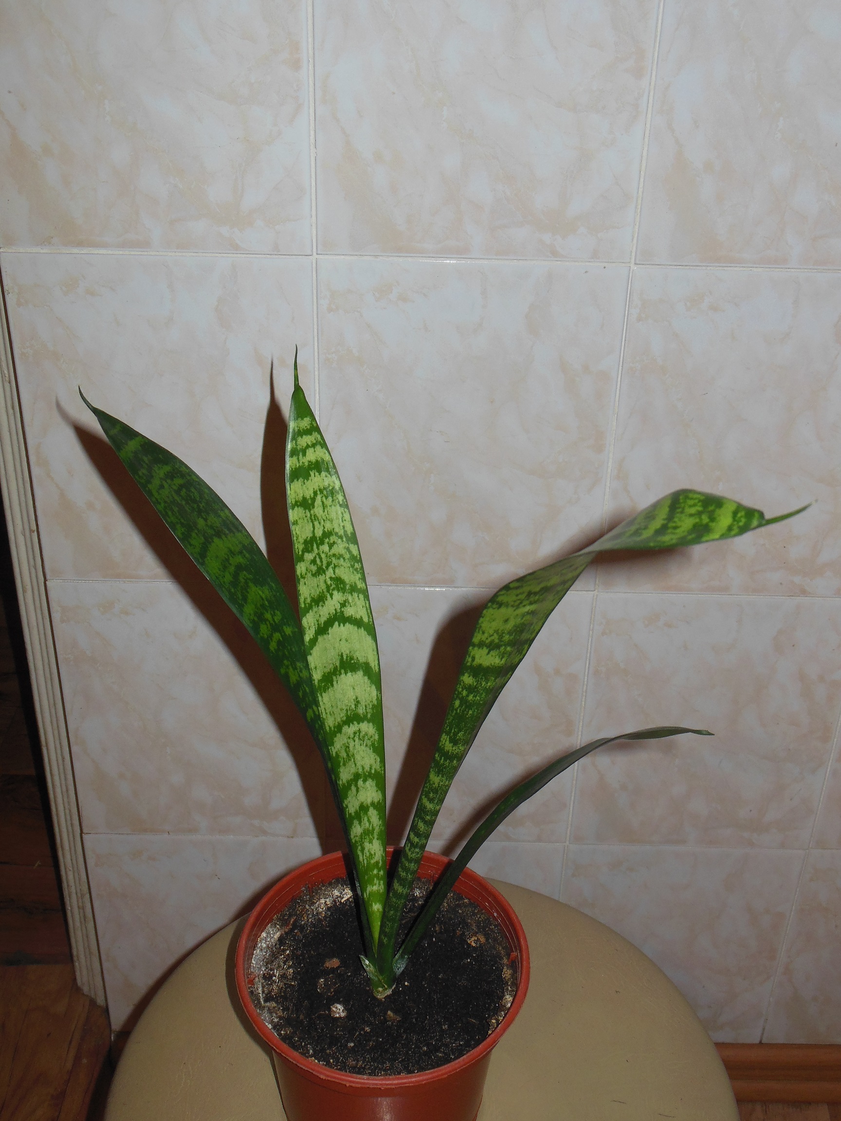 авито спб сансевиерии. сансевиерия с серебристыми листьями. сансевиерия файер. Sansevieria 11 mk01. авито спб сансевиерии.