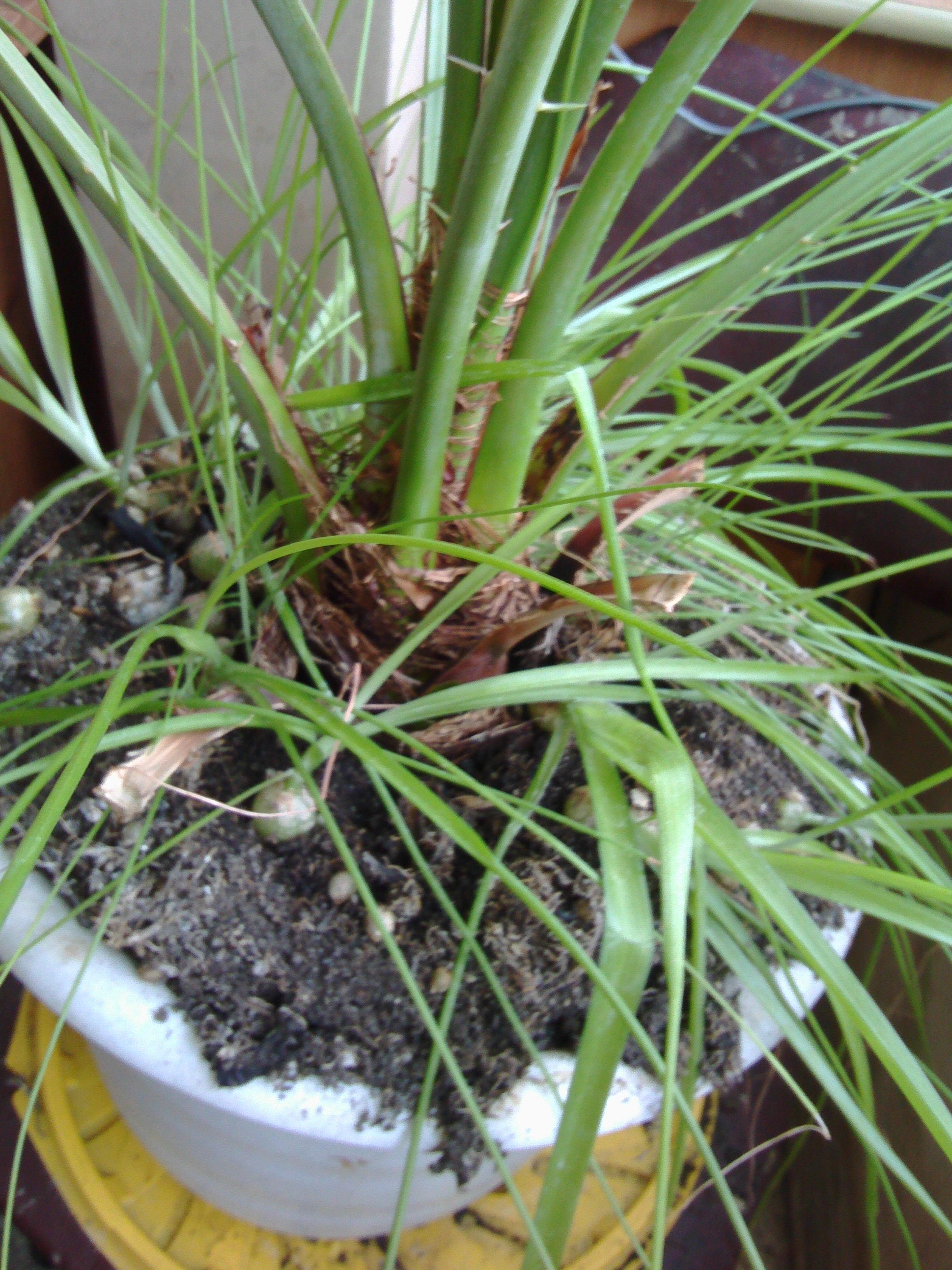 Луковка индийского лука. Индийский лук млечник. Саженцы лука индийского. Индийский лук доброе утро