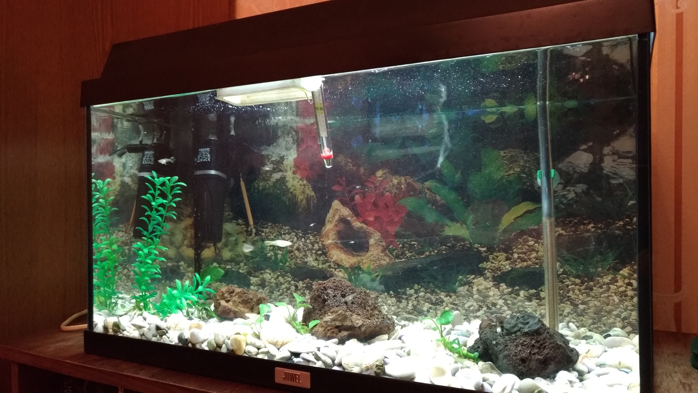 Аквариум 60 Литров Купить В Екатеринбурге