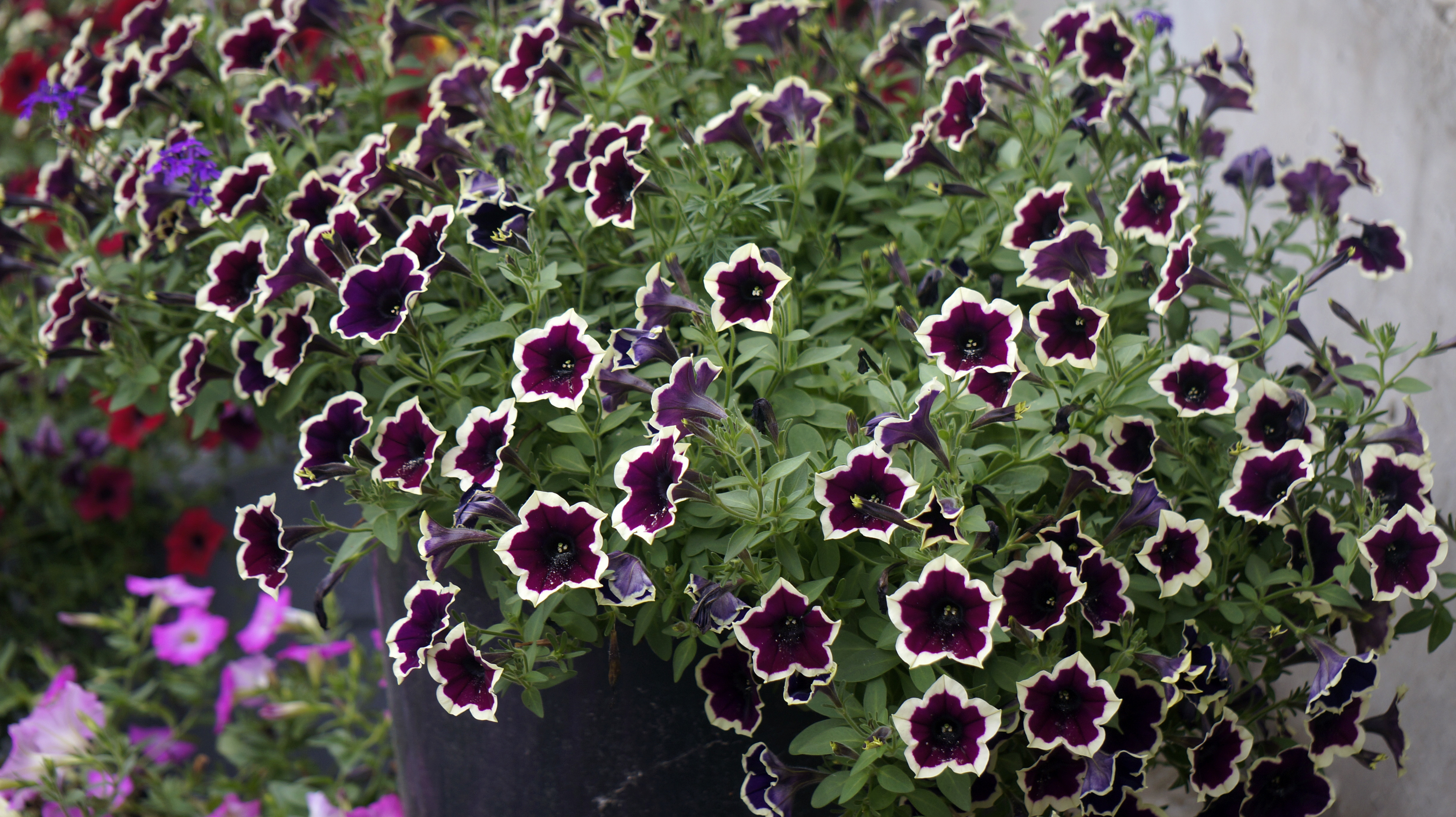 петуния cascadias bicolor cabernet. петуния каскадиас рим кьянти. петуния cascadias rim magenta каскадиас рим маджента. вегетативная петуния cascadias rim chianti. петуния каскадиас рим маджента.