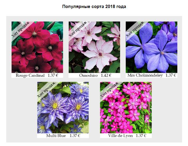 Тип сорт класс 9. Клематис чолмондели фото и описание. роуз чолмондели. клематис чолмондели фото и описание сорта.