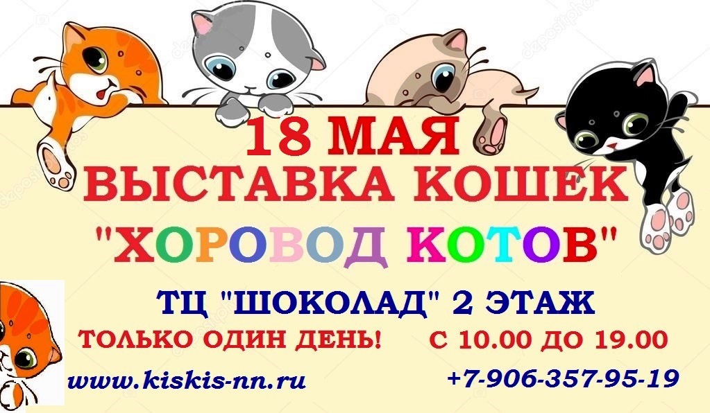 Иваново выставка кошек