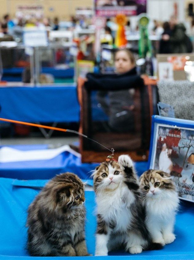 Выставка кошек тамбов