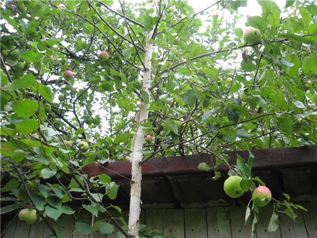 Березка яблоко. Яблоки на березах?. На берёзе растут яблоки. Береза на которой растут яблоки. Береза и яблоня.