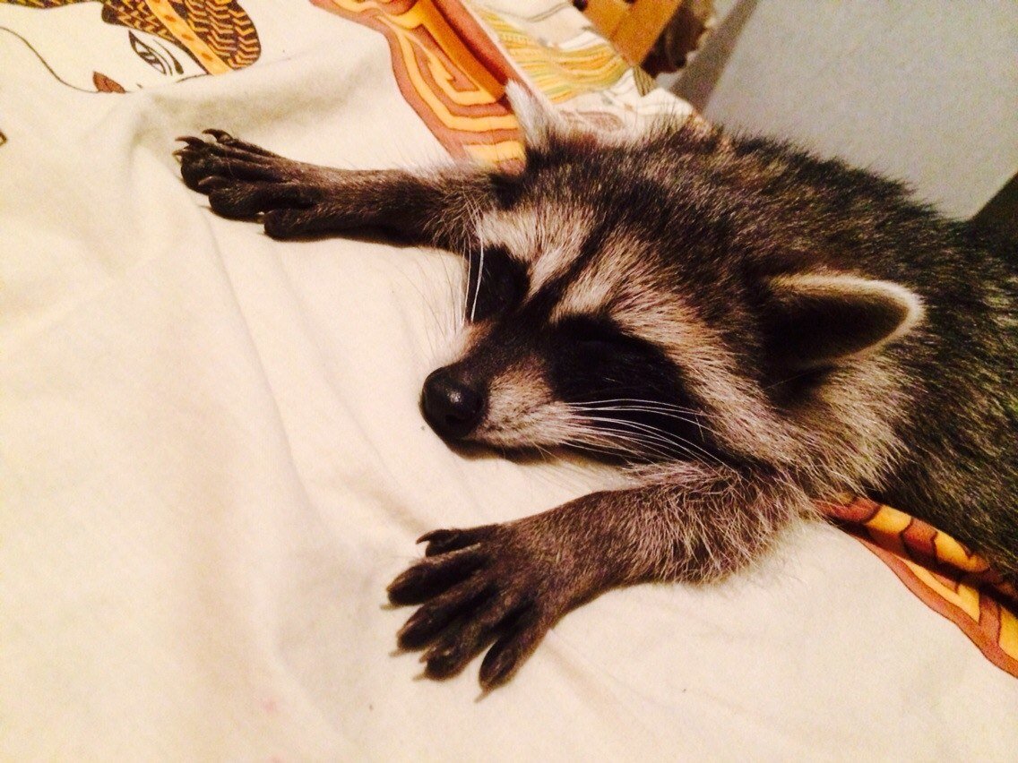 Енот-полоскун. Енот полоскун глаза. Енот полоскун спит. Енот полоскун спящий