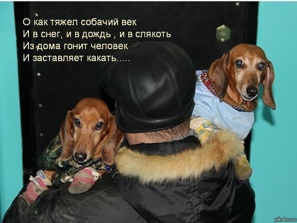 
Картинки Про Собак Смешные С Надписями