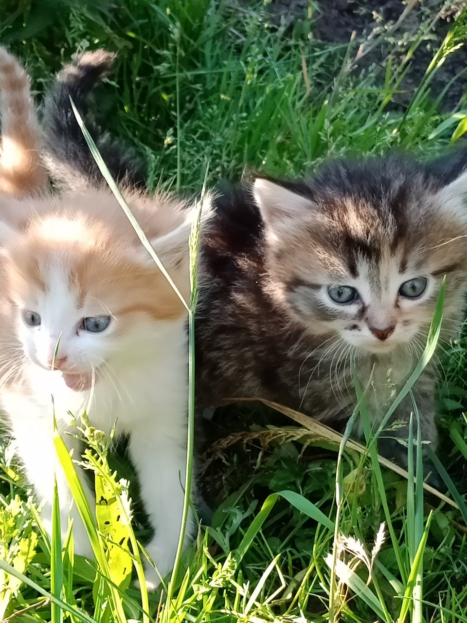 Добрые Руки Отзывы Животные