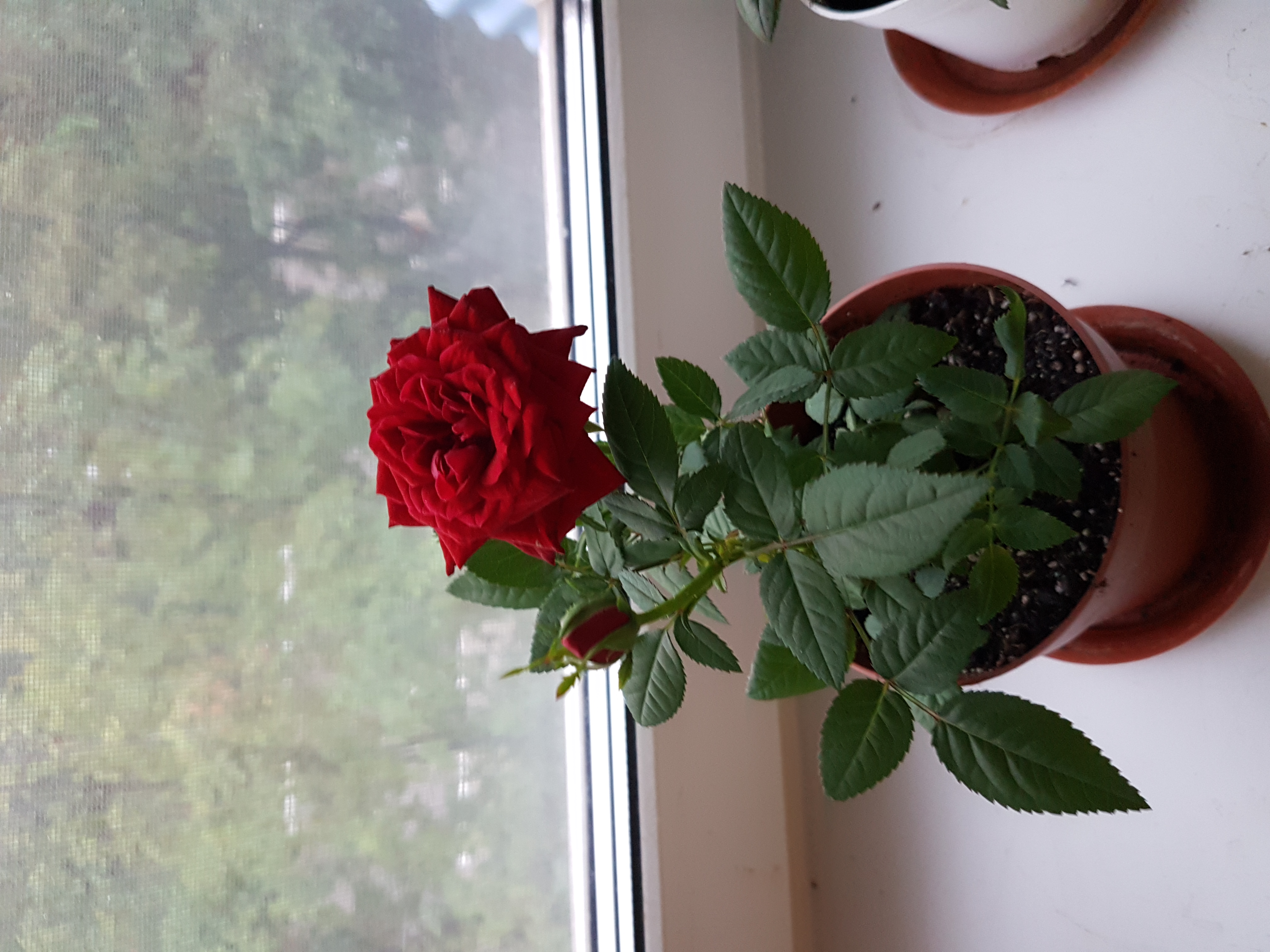 Как сохранить домашние розы зимой. Розы бордовые комнатные.