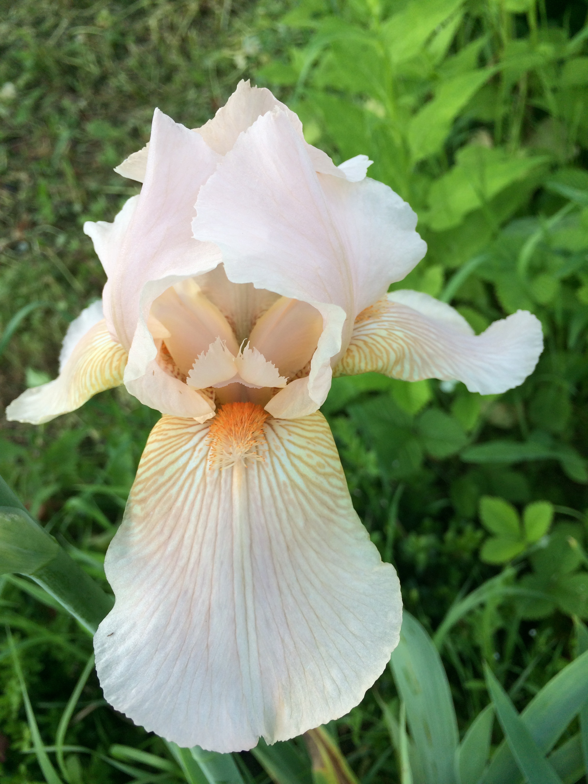 Ирис бородатый iris hybrid. Ирис бородатый (сорт 'beverly sills'). Ирис продам. Ирис карликовый флейворз. Ирис бородатый спартан.