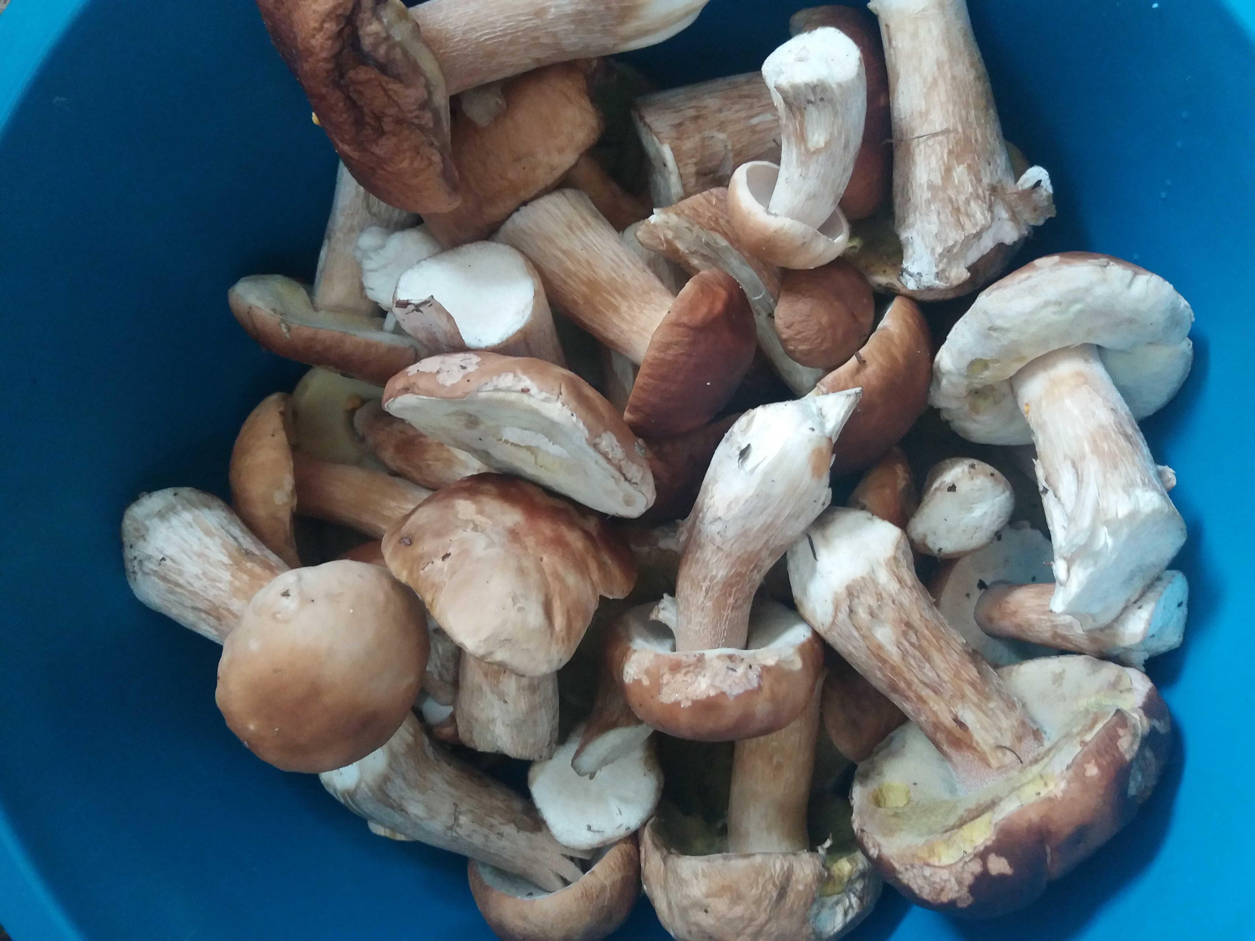 Набрал корзину грибов. Грибы белого цвета в подмосковье. Пестрецы грибы. Набранные грибы. Дом грибов 549х549.