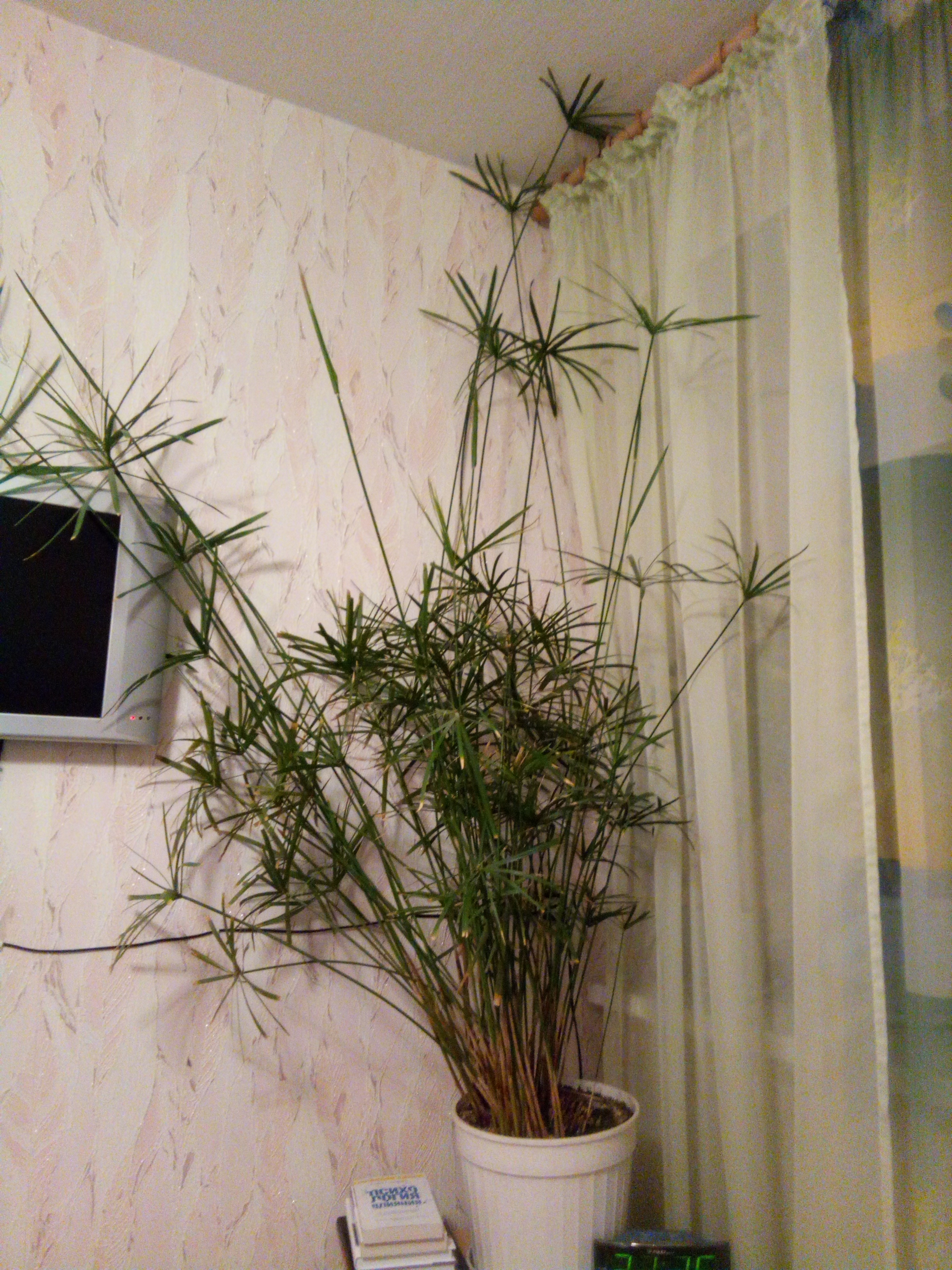 Циперус корни