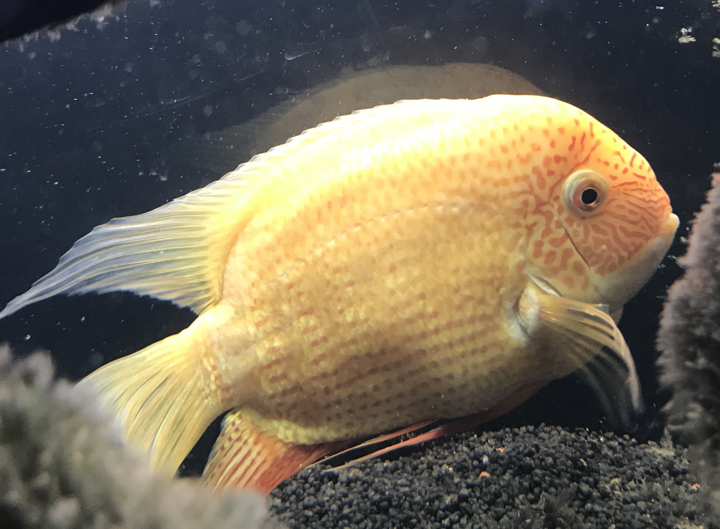 золотая рыбка рюкин. Metynnis argenteus. желтохвостая лакедра желтохвостая. рыбки тернеция гло. вуалехвост красный.