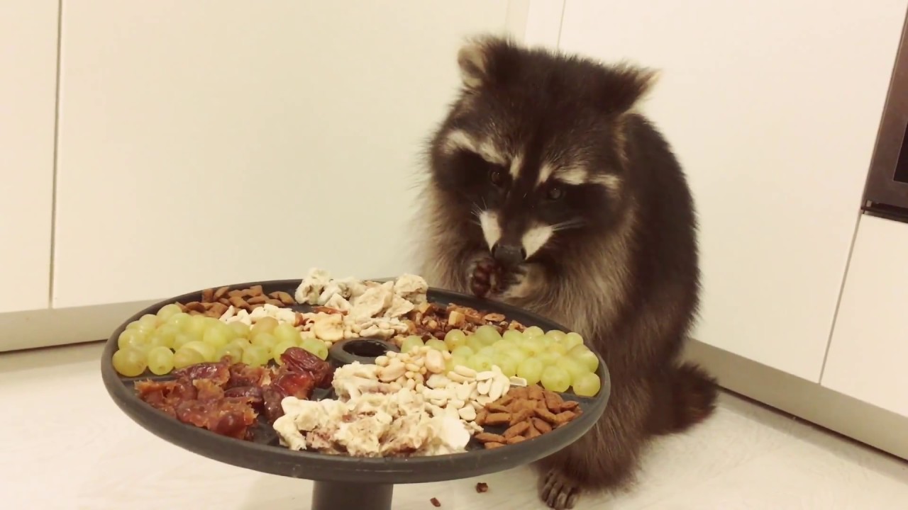 Енот с едой. Енот за едой. Енот и вкусняшки. Енот с пиццей