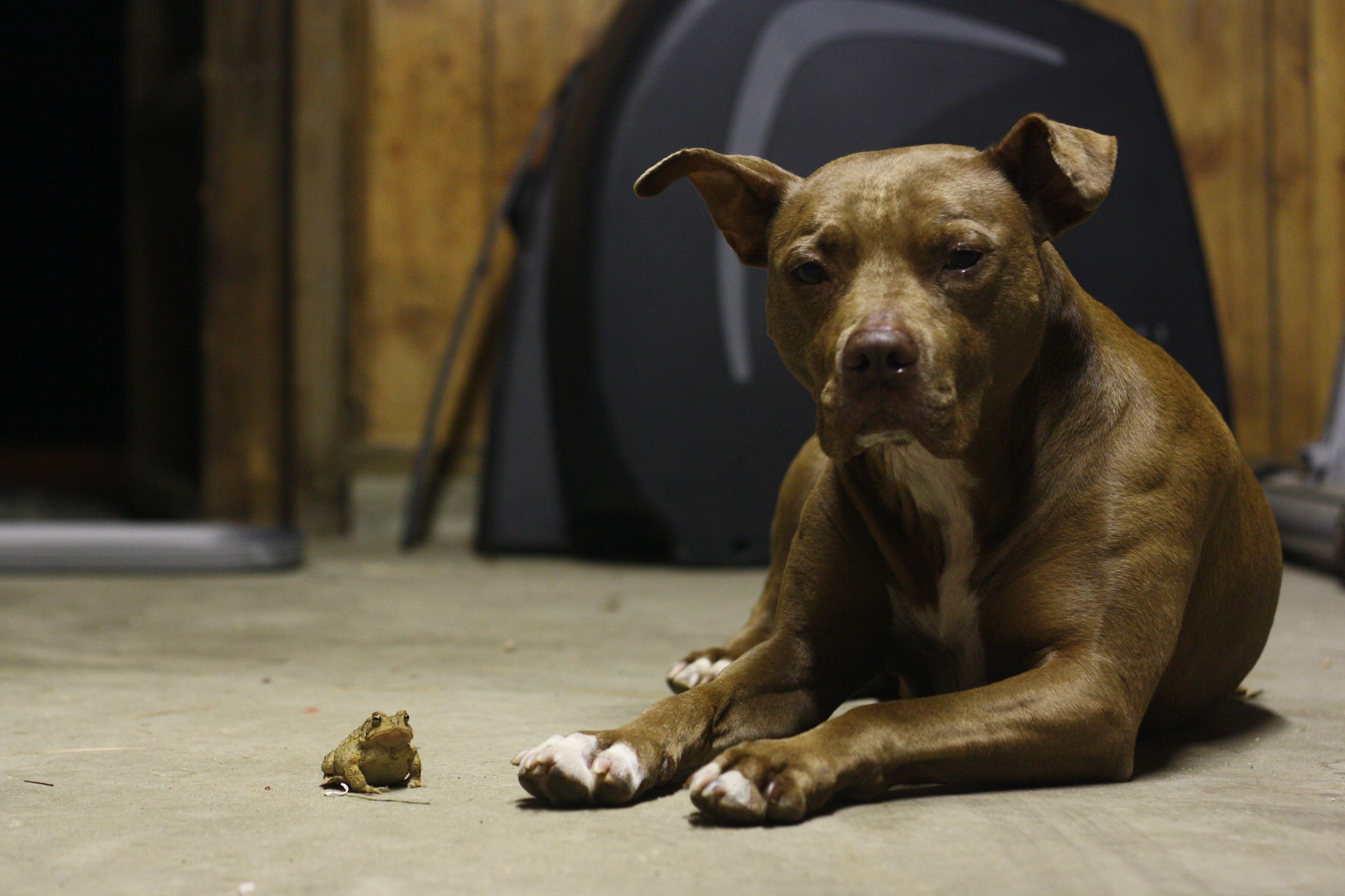 зеленый мопс. собака жаба. собака лижет лягушку. собака лягушка. Drog мем.