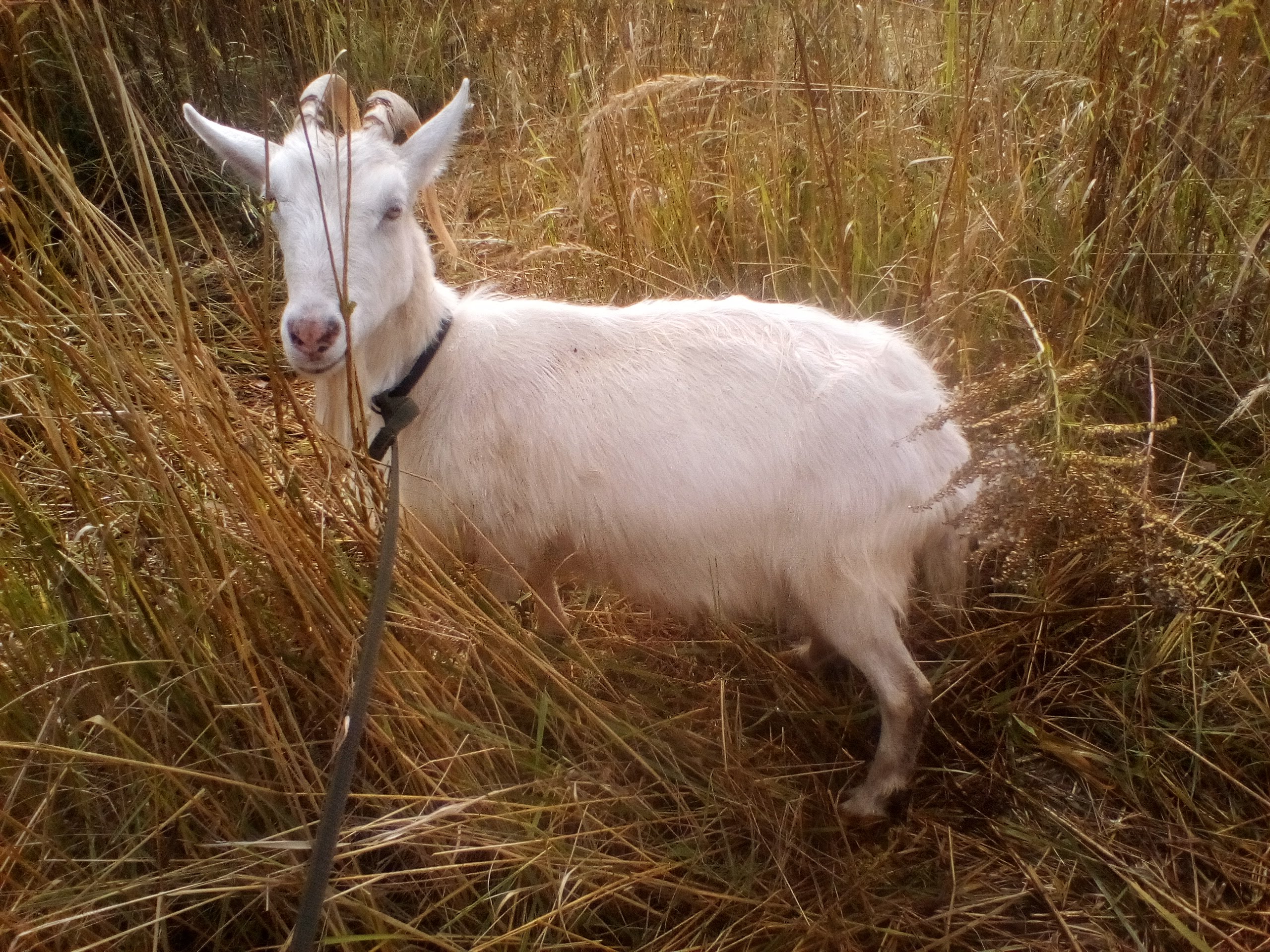 Мини козы. Продам козу. Продажа коз в Искитиме. Купить козу ставропольский